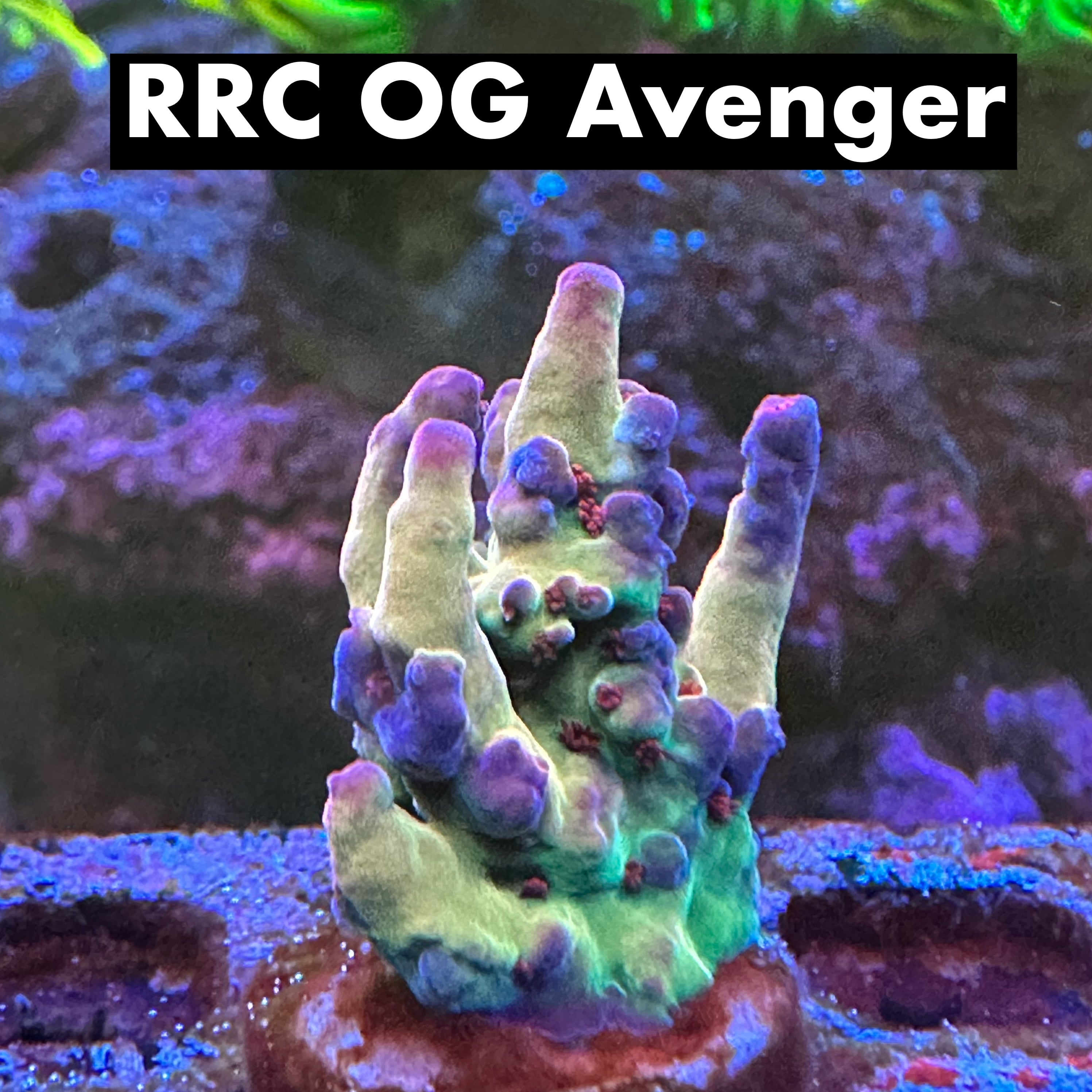 RRC OG Avenger 50% off (3 month delay)