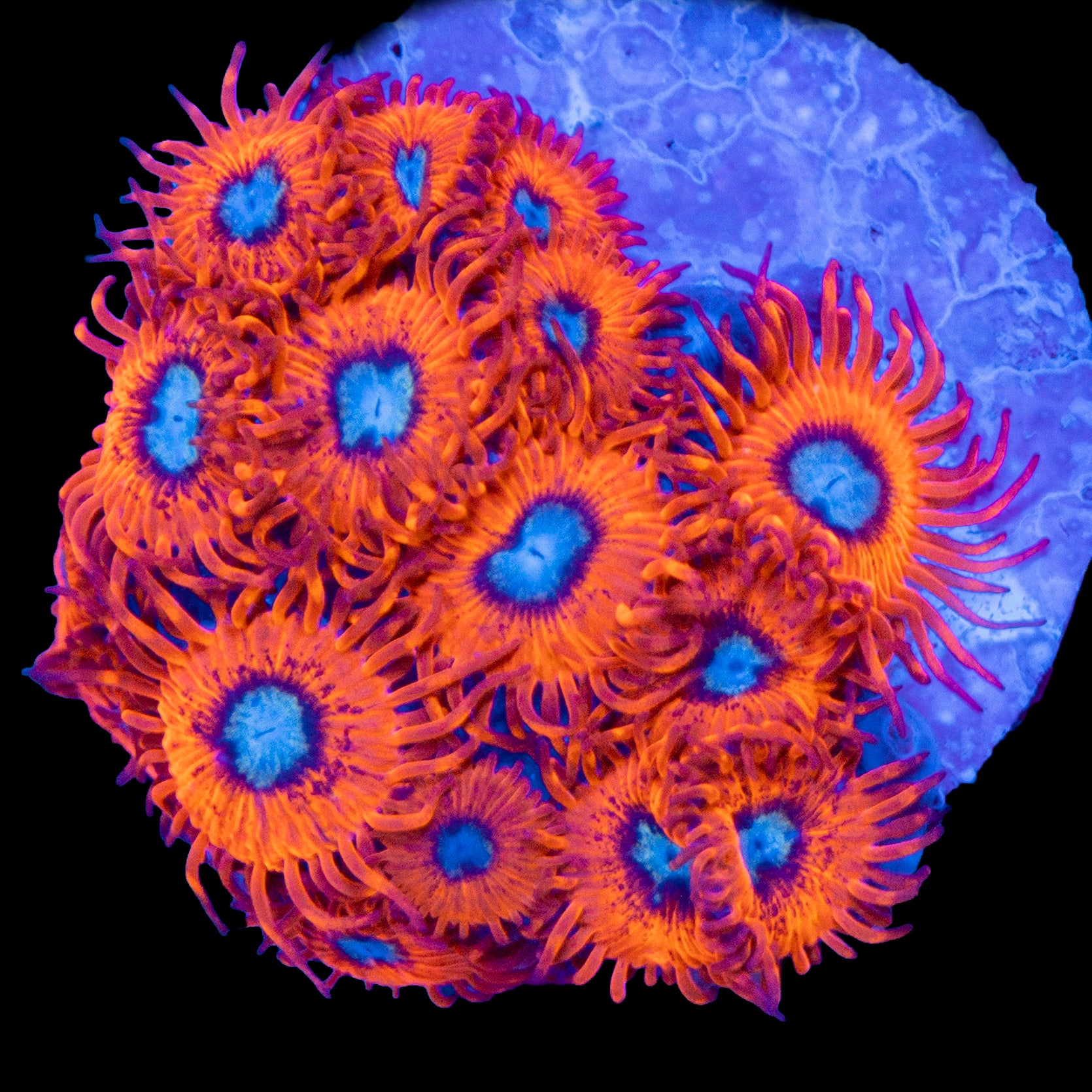 Charmander Zoa