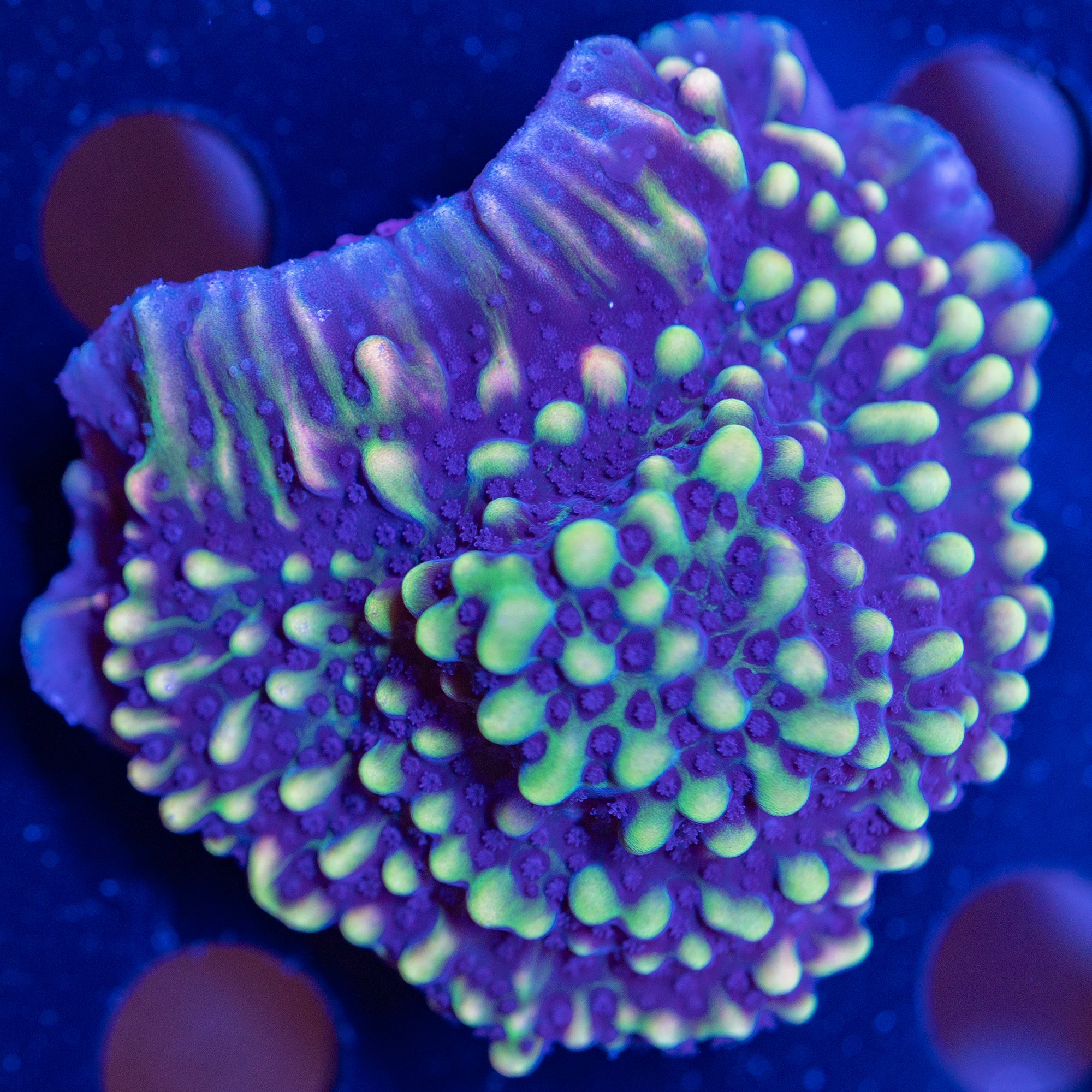 WWC Dark Portal Monti