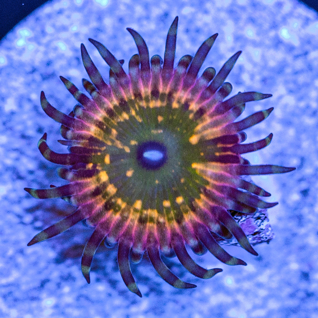 CK Monsters INC zoa reverse auction