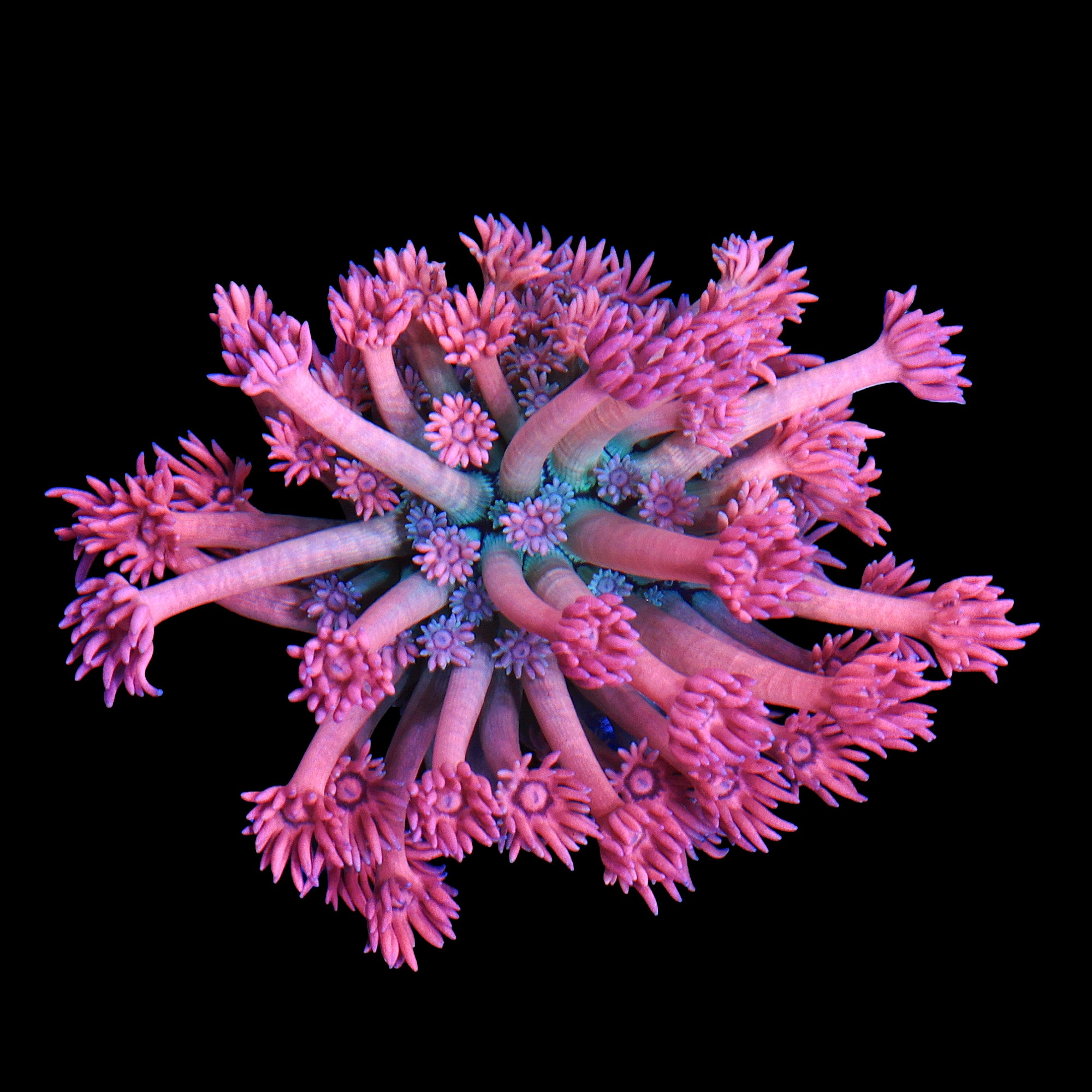 TRC Electric Kool-Aid Goniopora