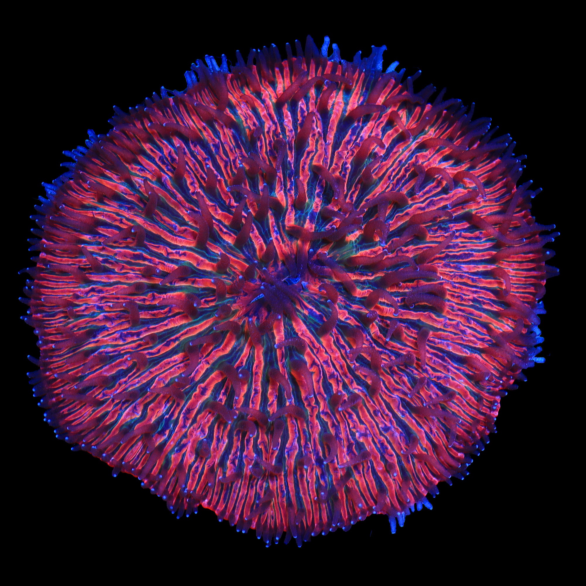 Twizzler Fungia Plate