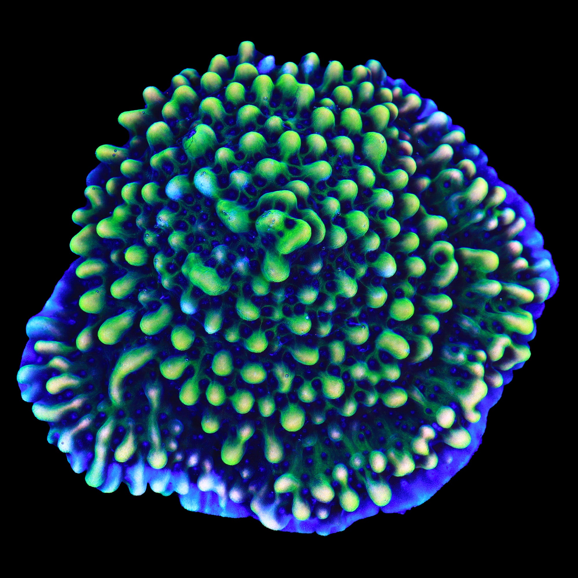 Trippy Montipora