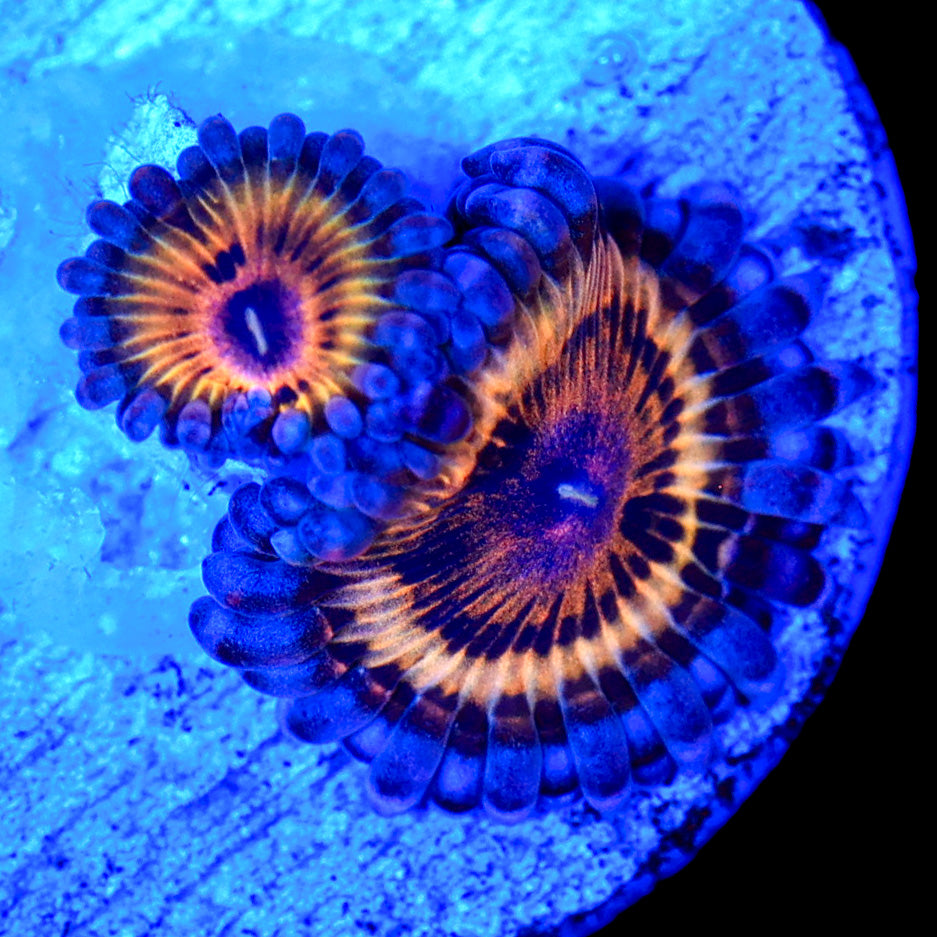 Stratocaster Zoanthids
