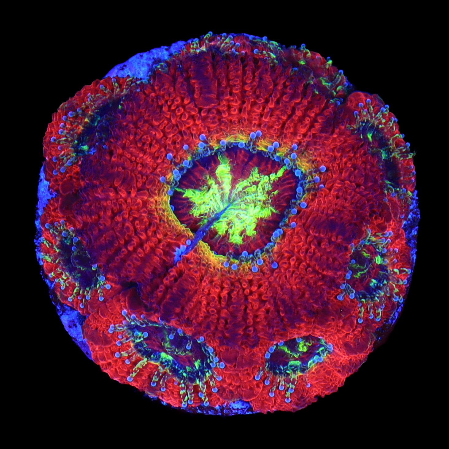 Ruby Red Micromussa