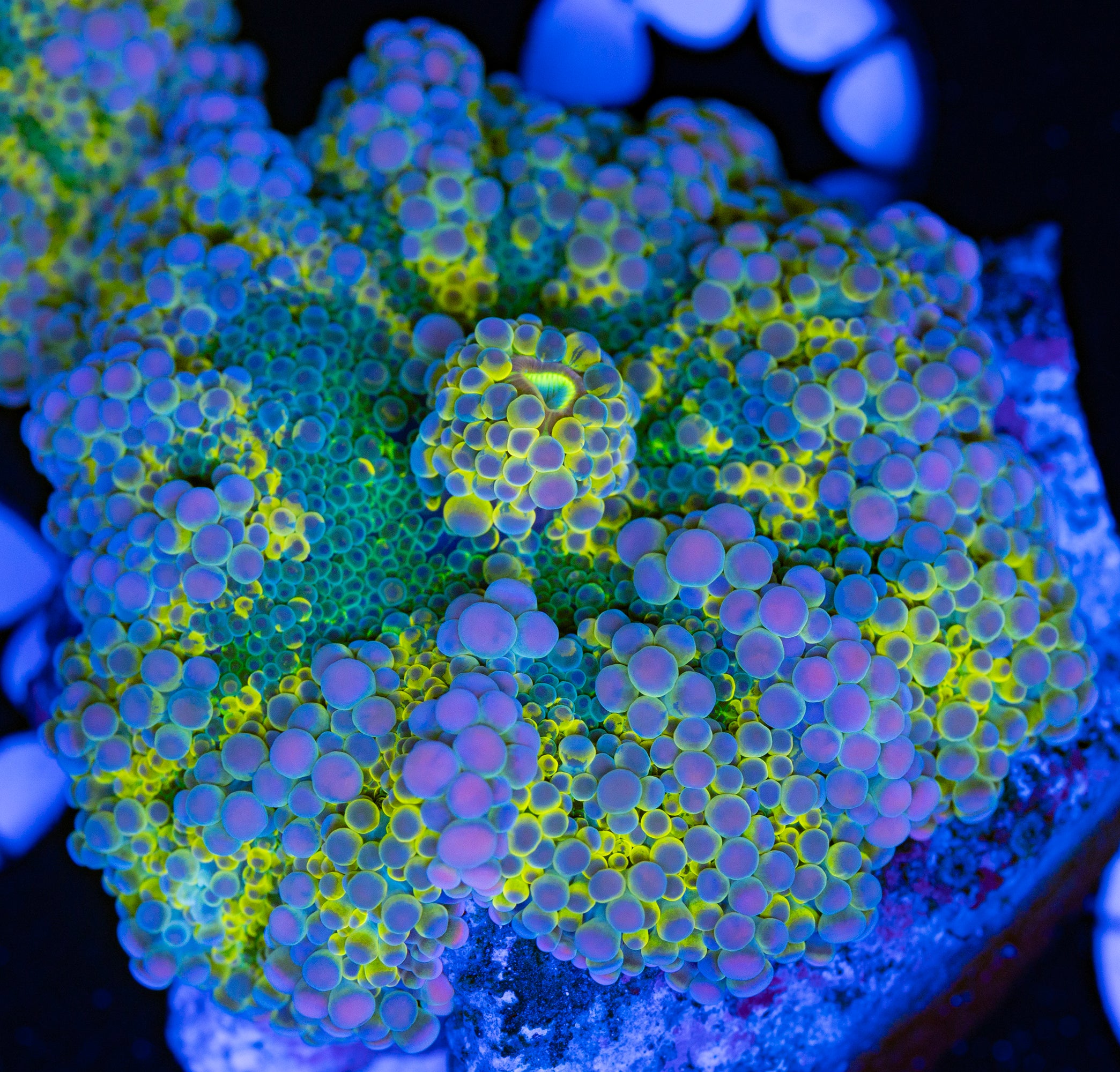 Solomon Islands Rainbow Yuma Mushroom