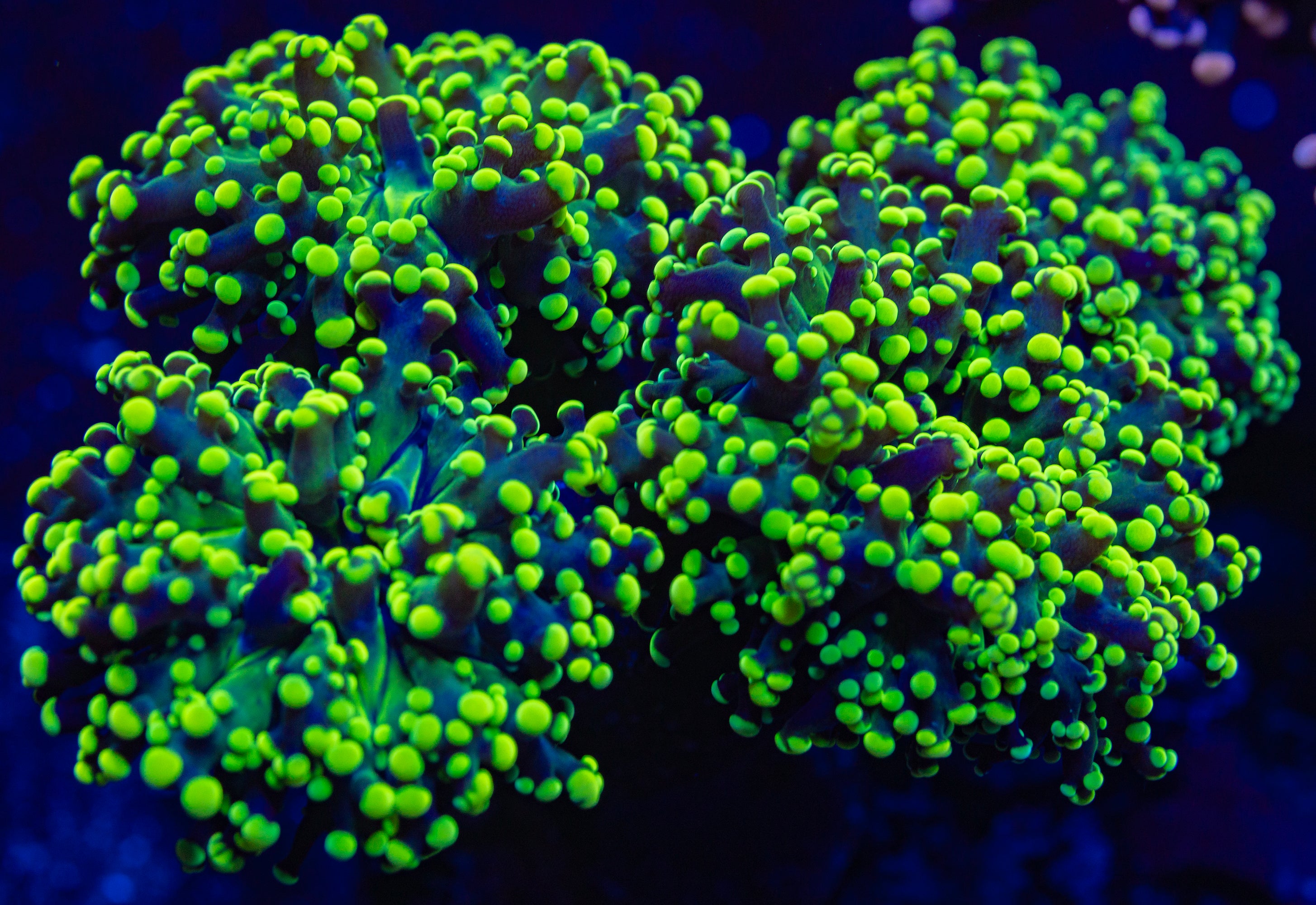 Neon green Octospawn (Multihead)