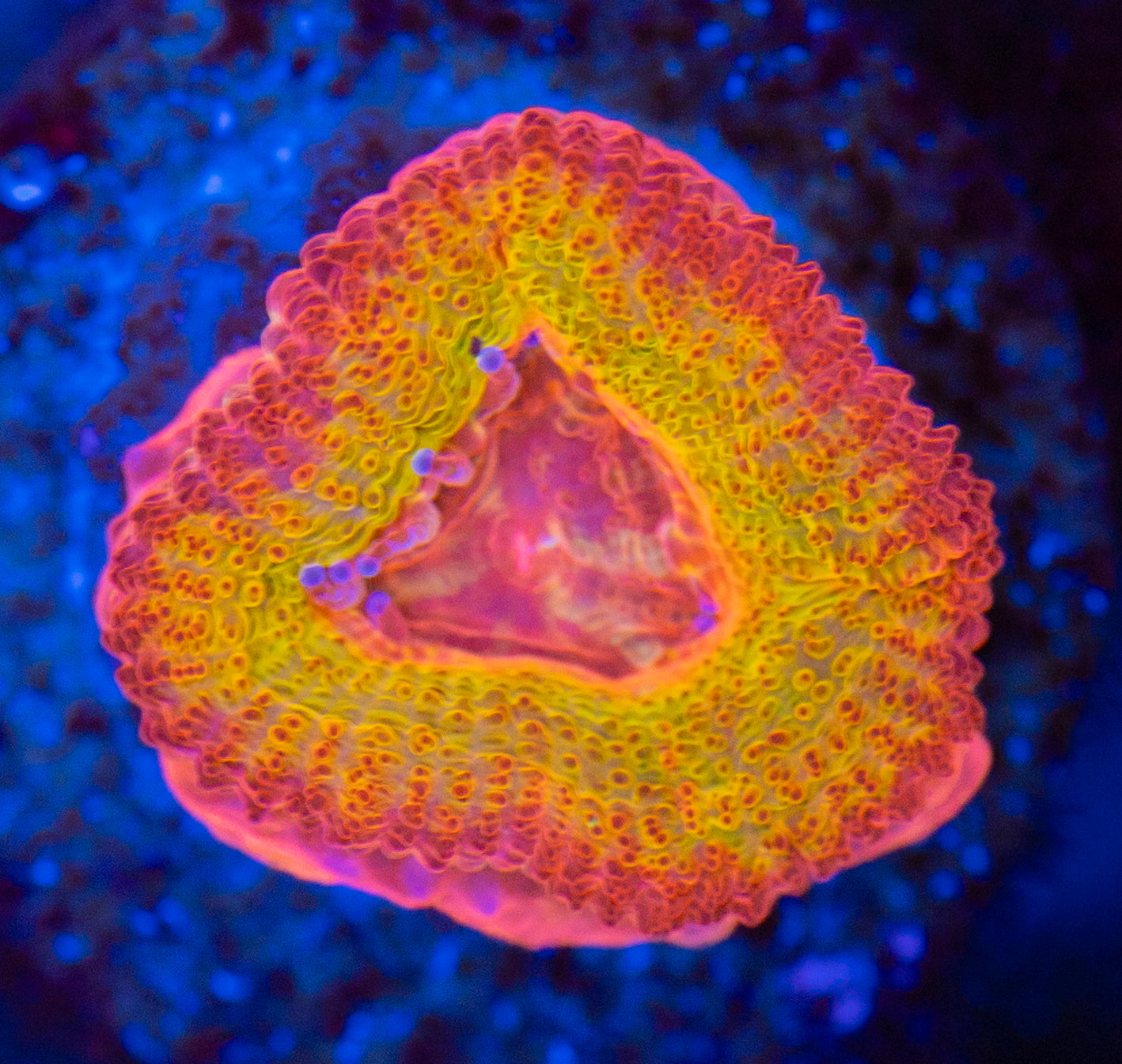 Solar Flare Micromussa