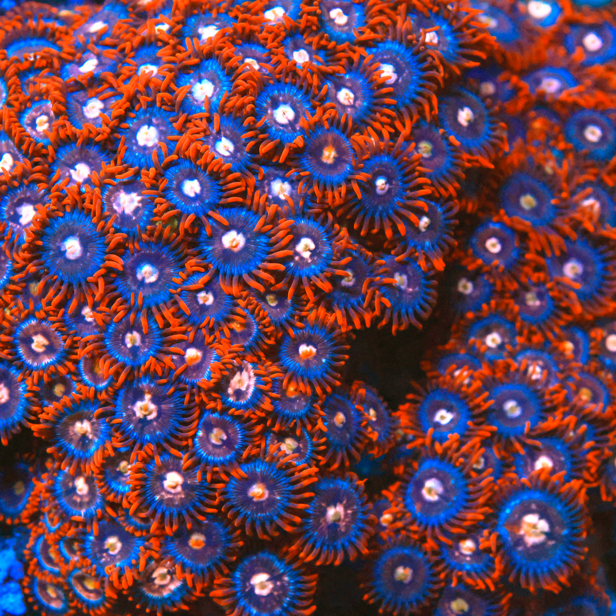 Fire and Ice Zoanthid