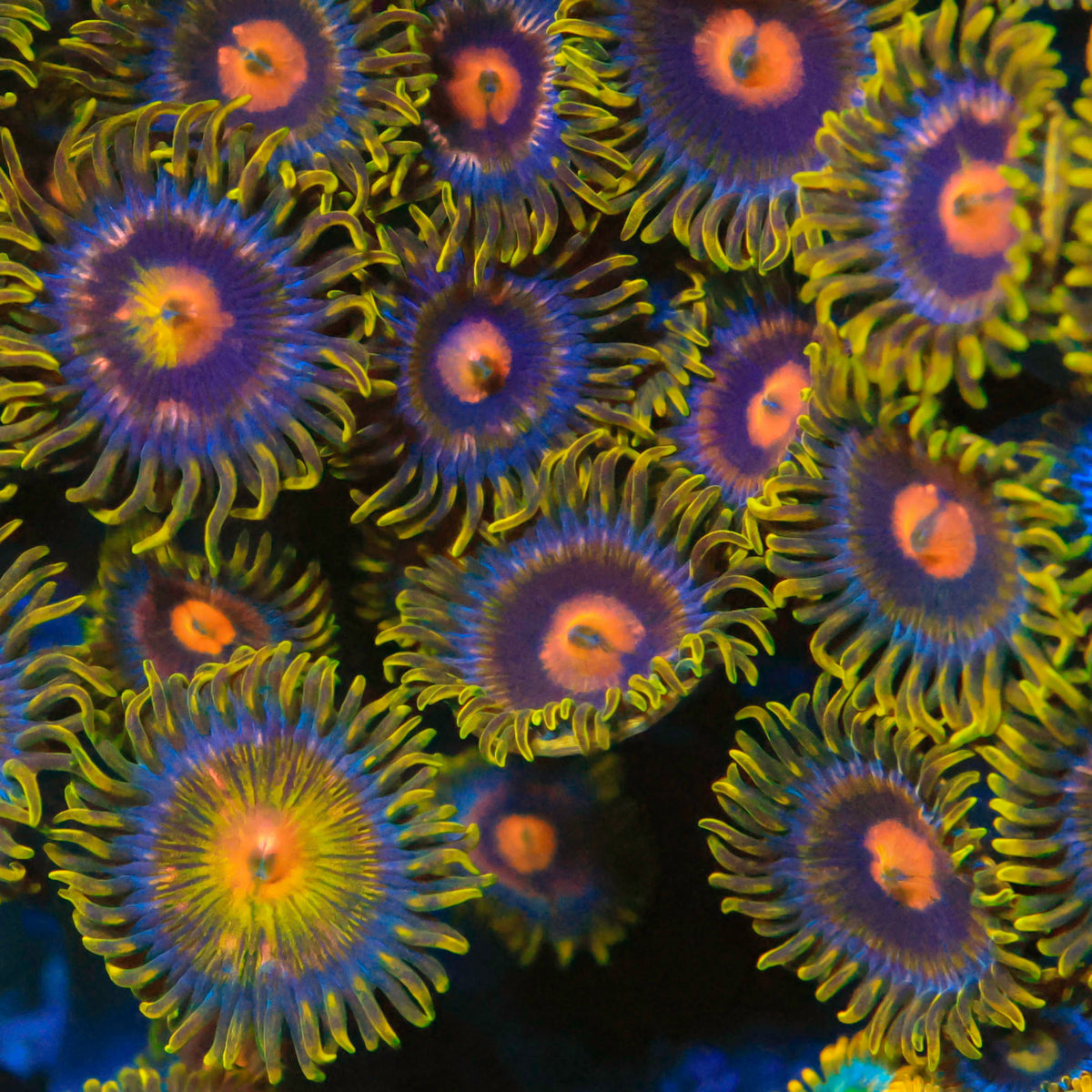 Anaconda Zoanthids