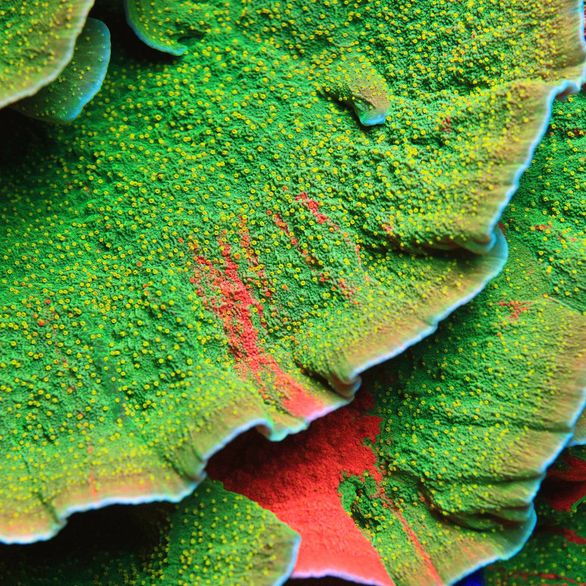Sour Patch Grafted Montipora