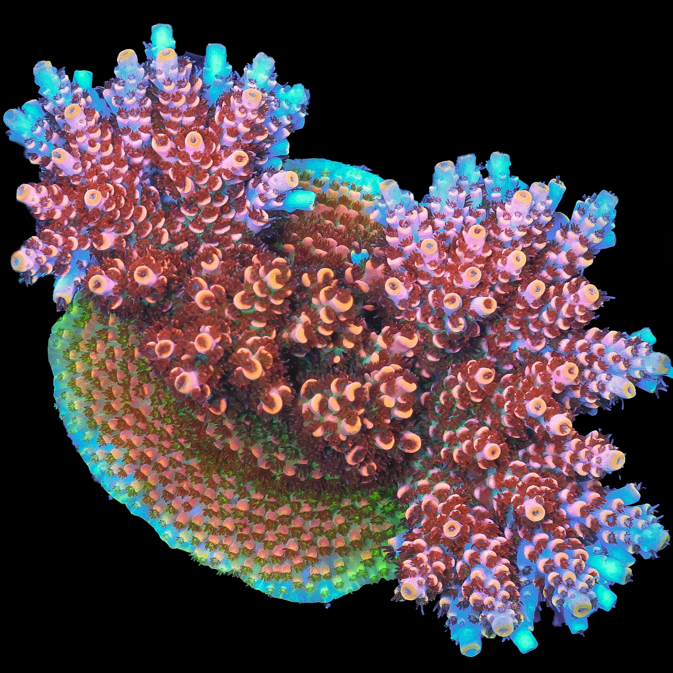 TRC Fruity Pebble Acro (XXL Frag)