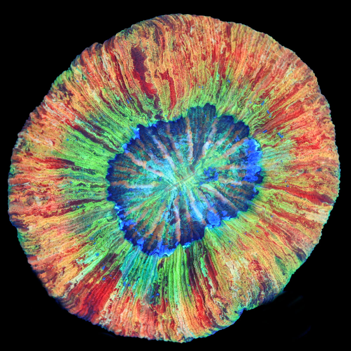 Rainbow Trachy