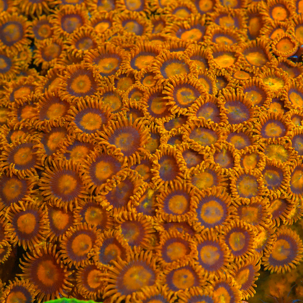 King Midas Zoanthid