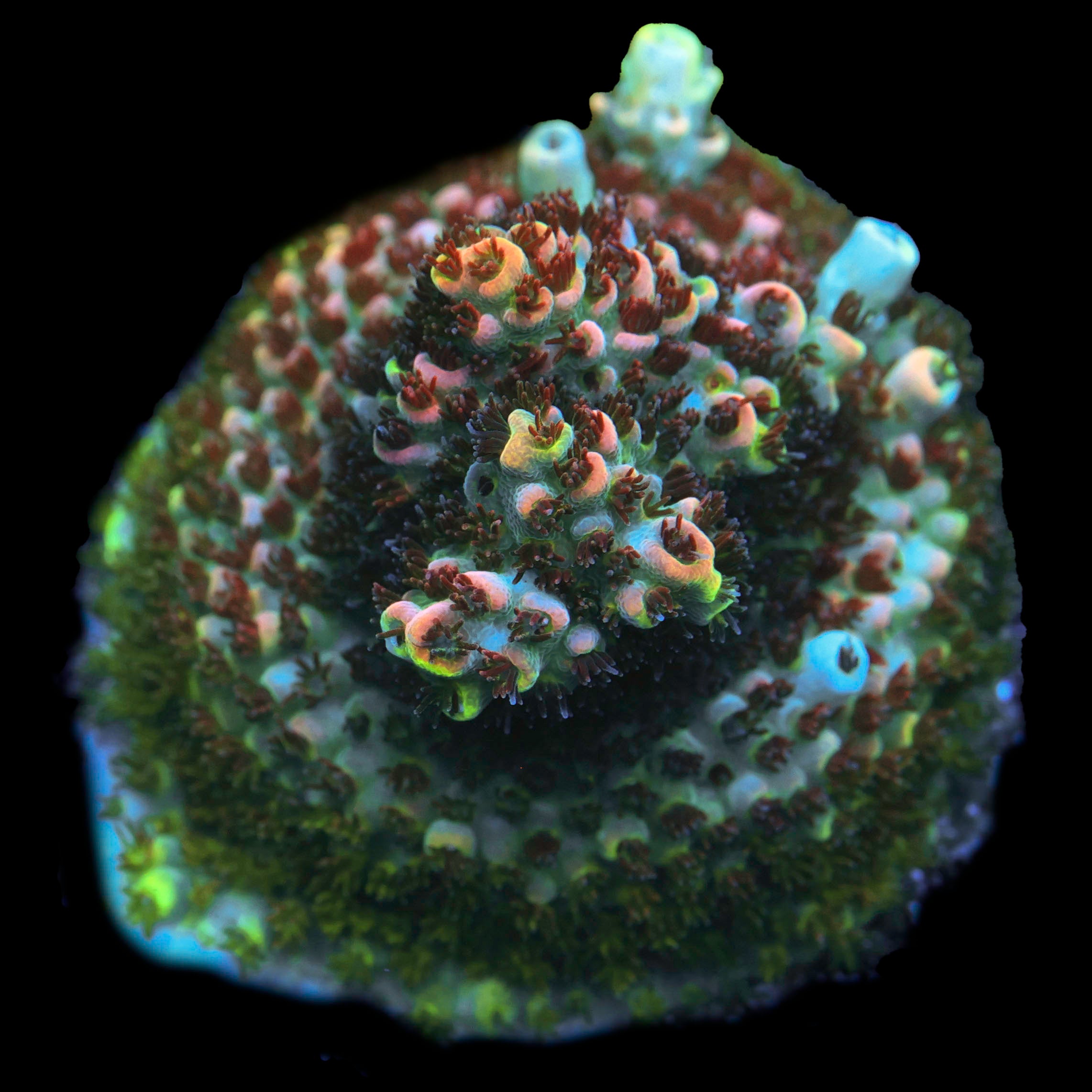 TSA Fruity Pebbles Acropora Coral