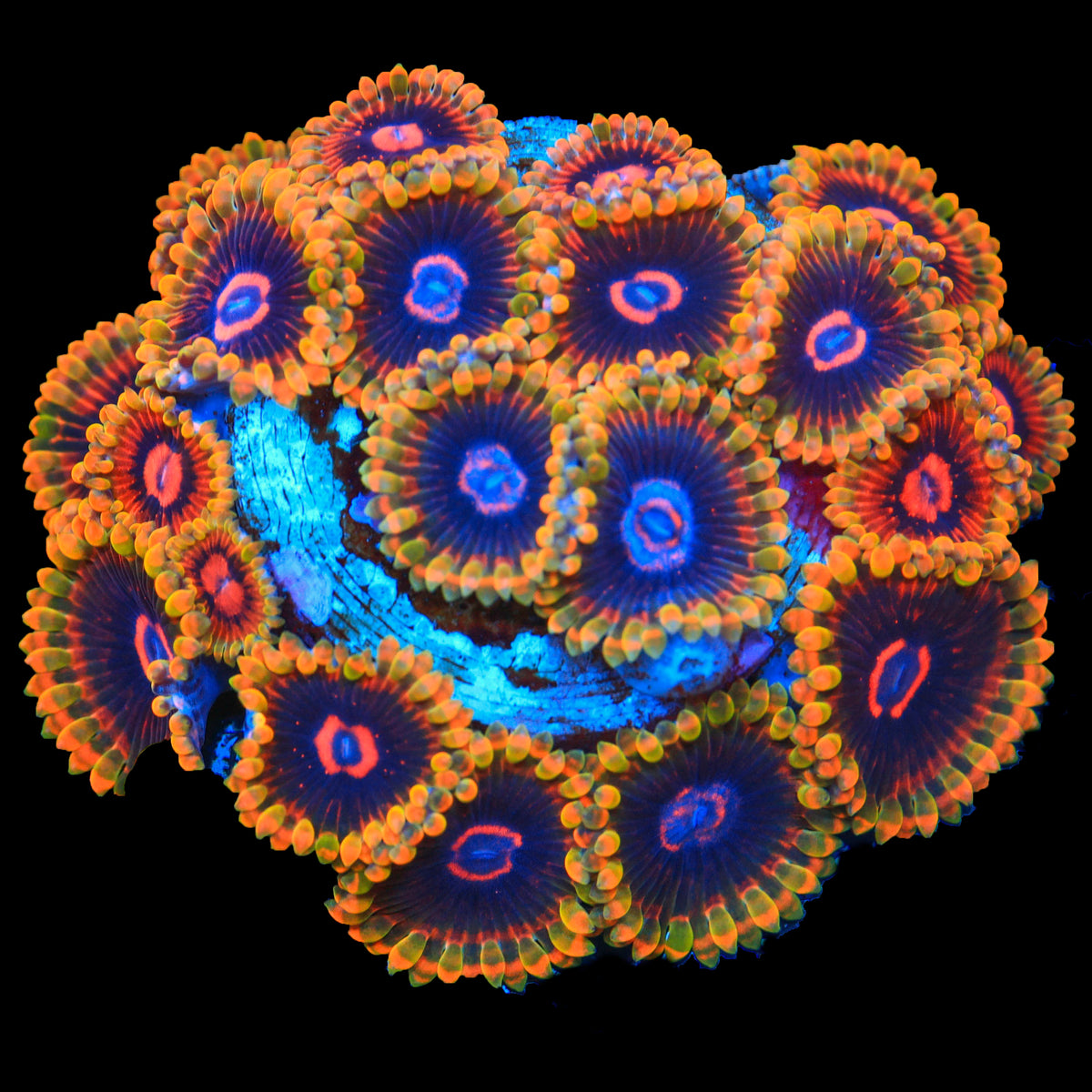 Jedi Mind Trick Zoa
