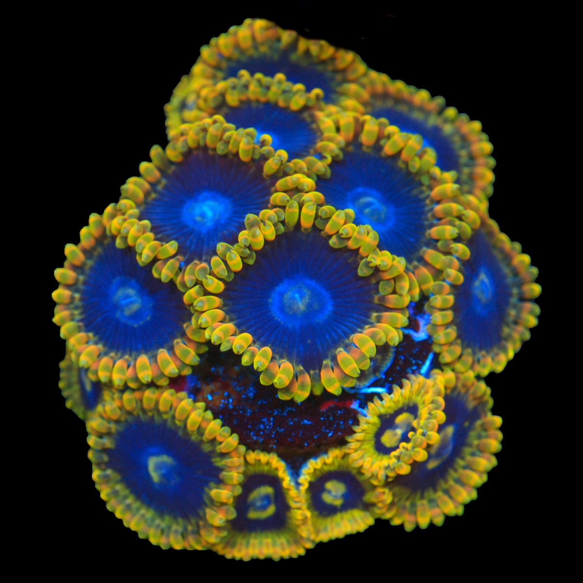 Rainbow Yoda Zoa