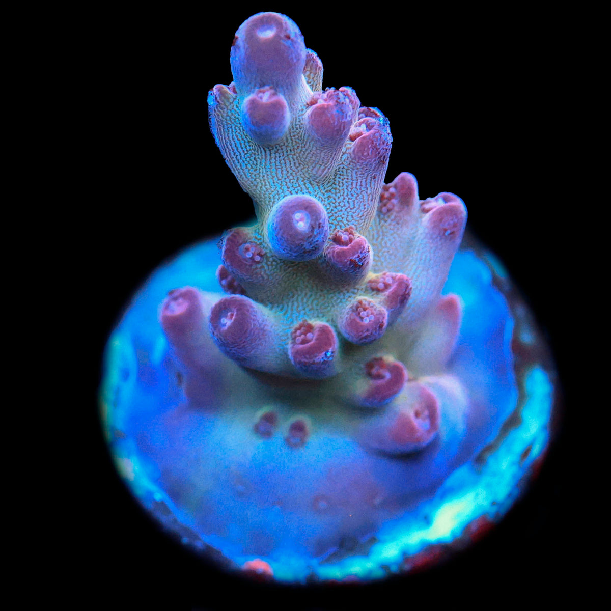 DFS Pink Panther Acropora