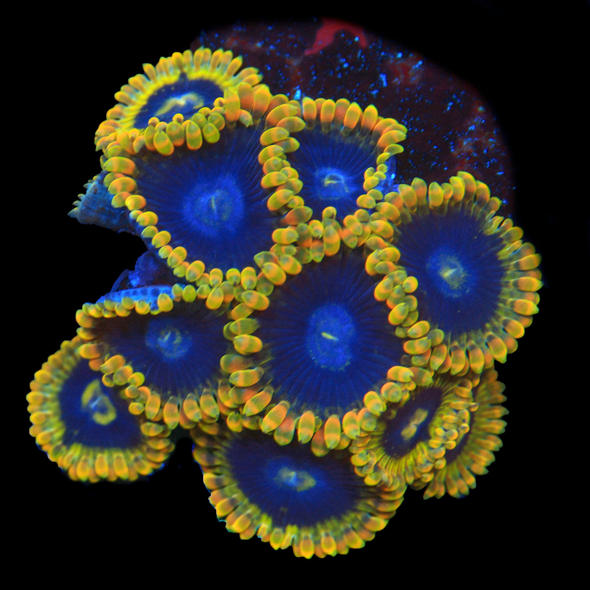 Rainbow Yoda Zoa