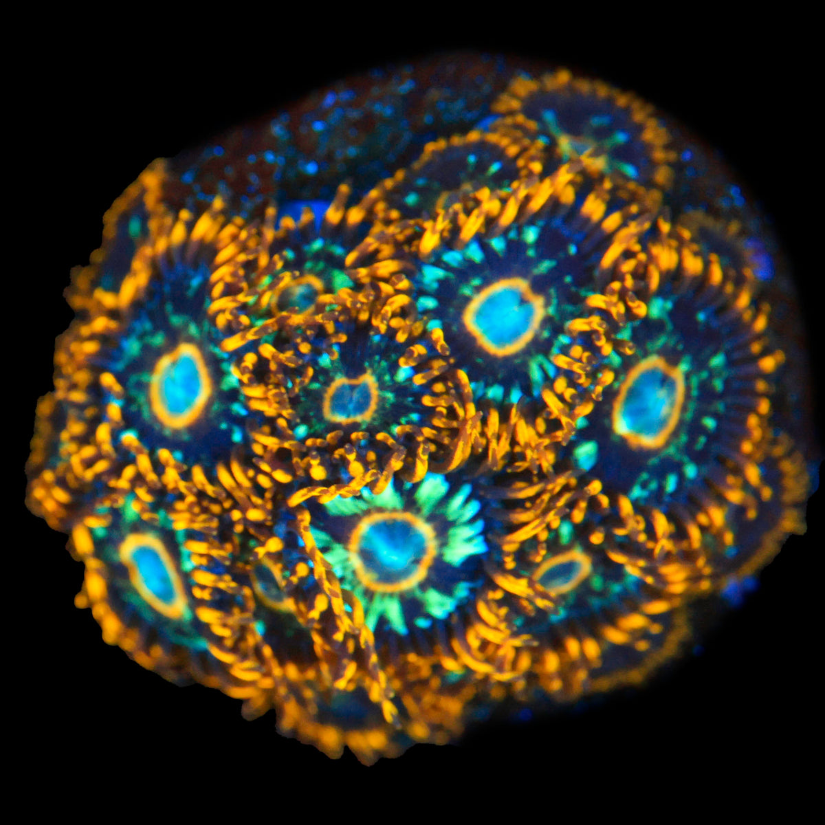 Murder Hornet Zoa