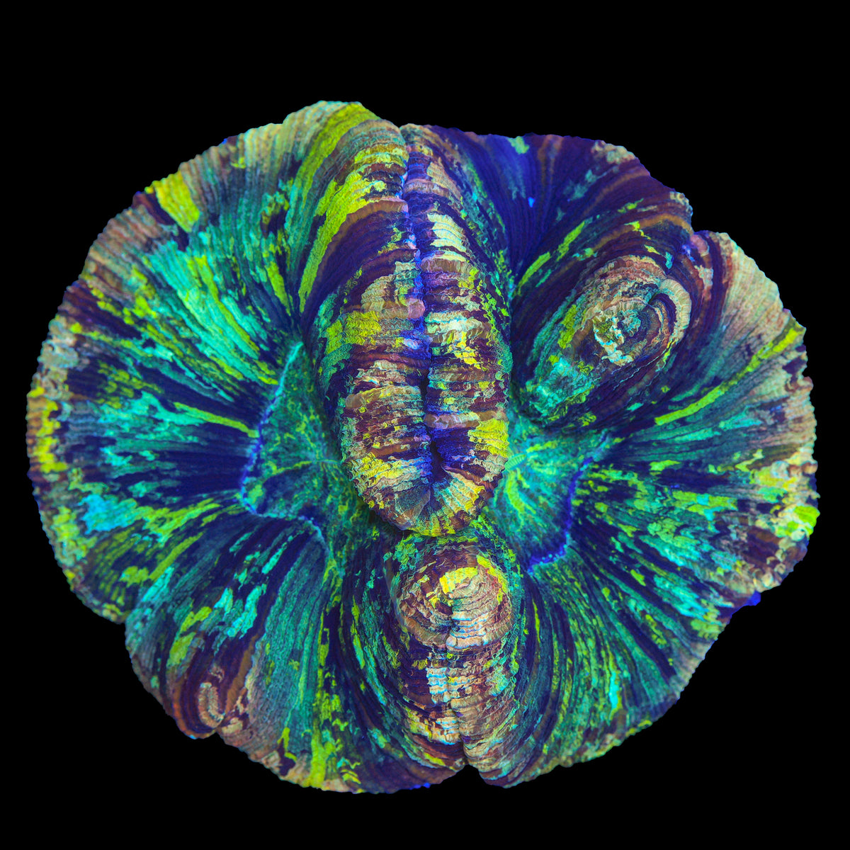 Rainbow Trachy