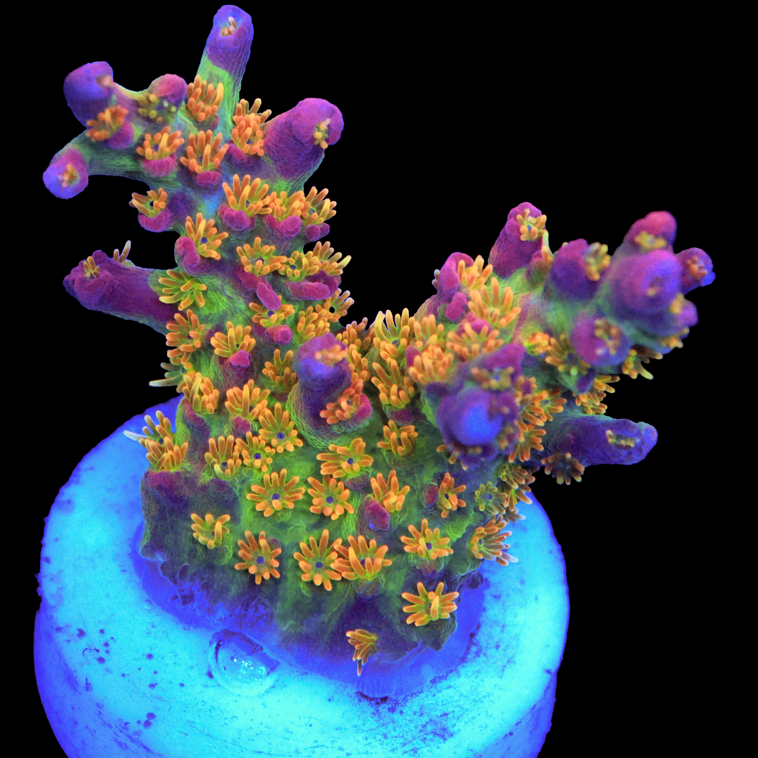 Vivid Confetti