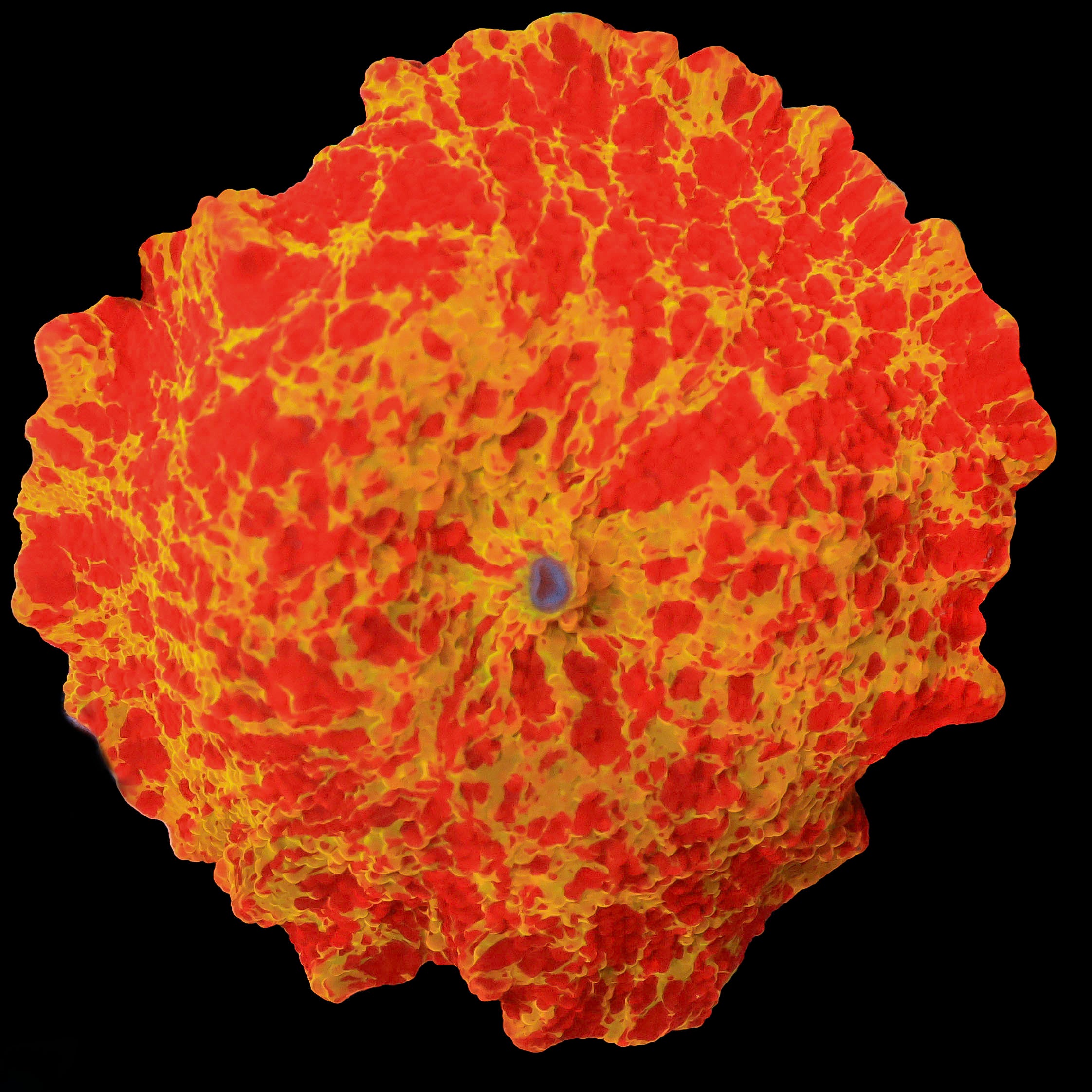 Dead Pool Discosoma