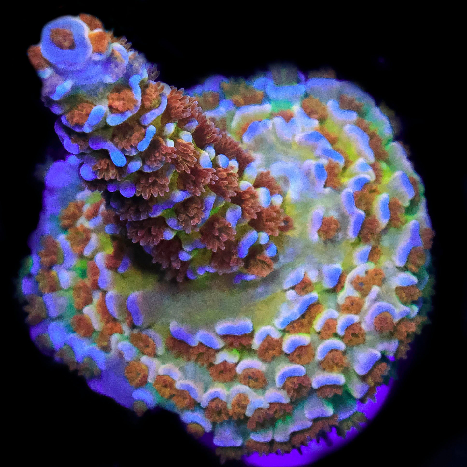 Needs Name
