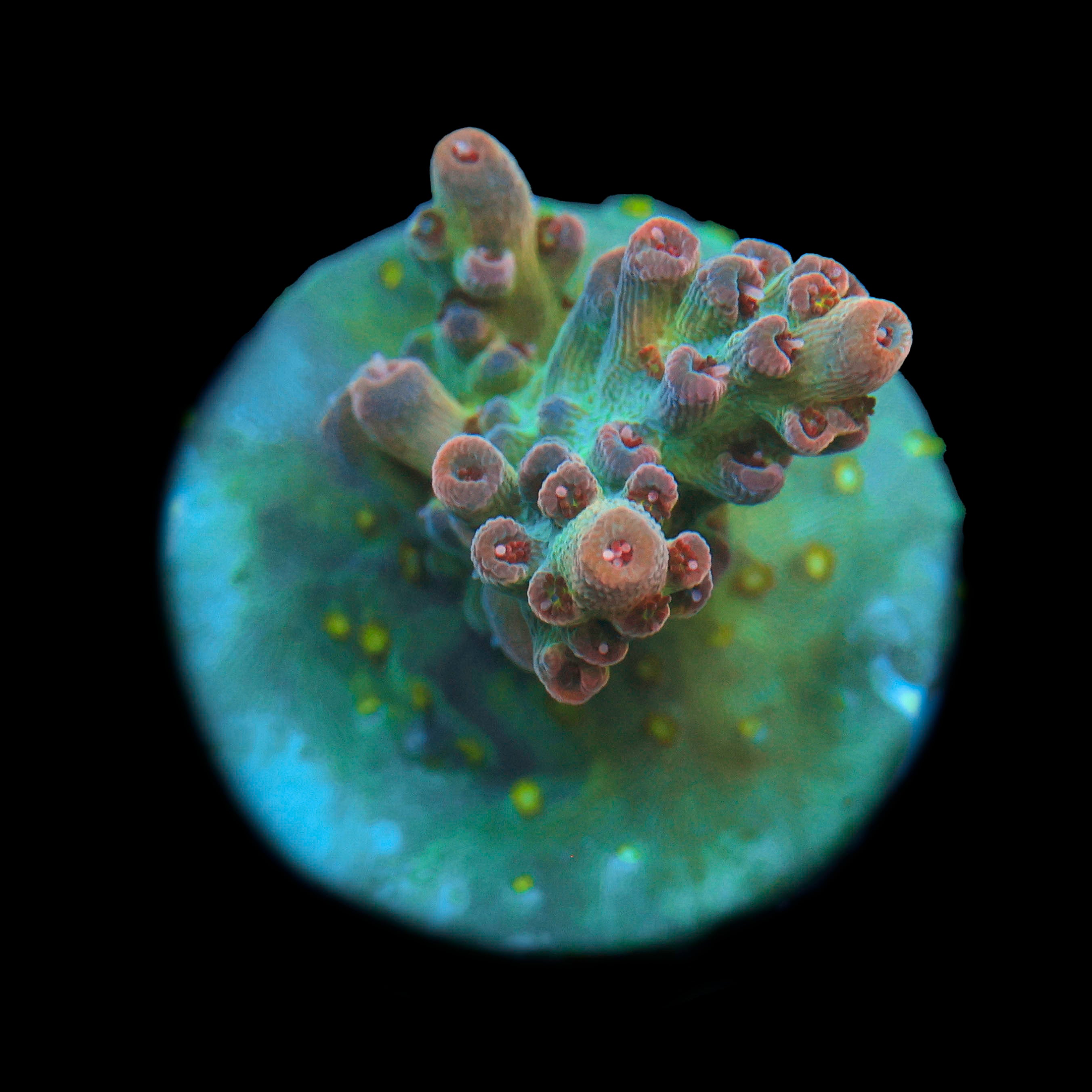 Jared’s Bubbleyum