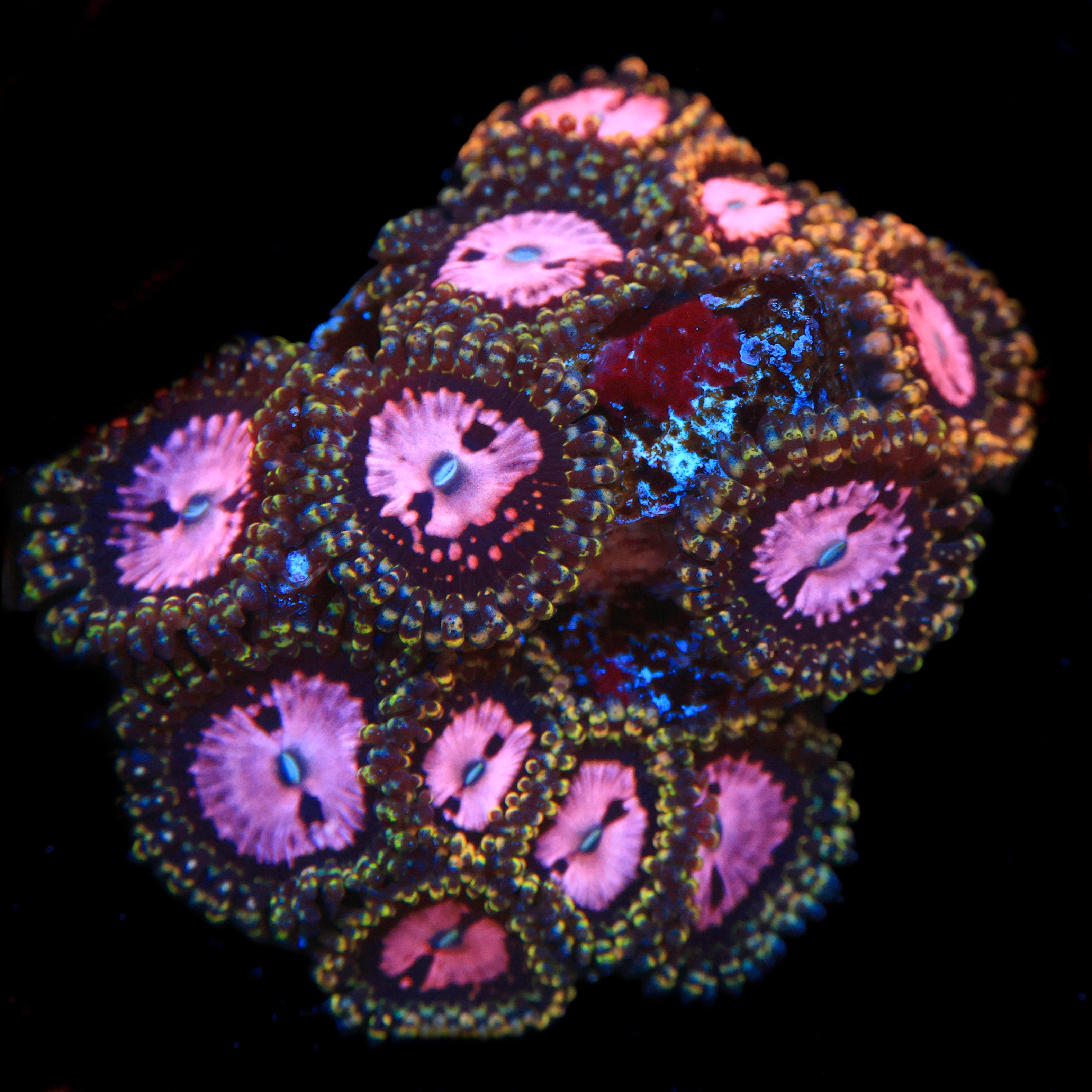 RR Pink Diamond Zoa