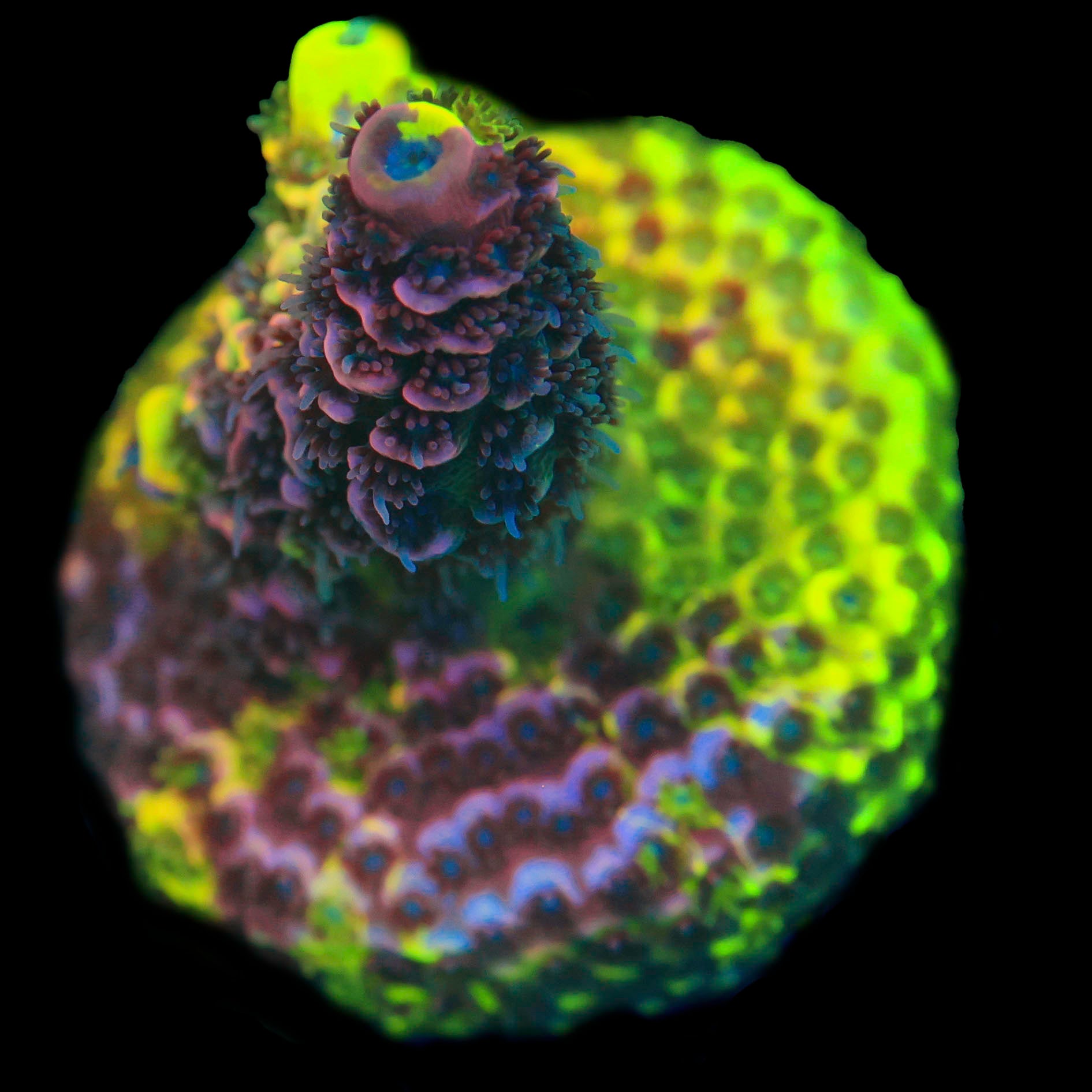 Rainbow Splice
