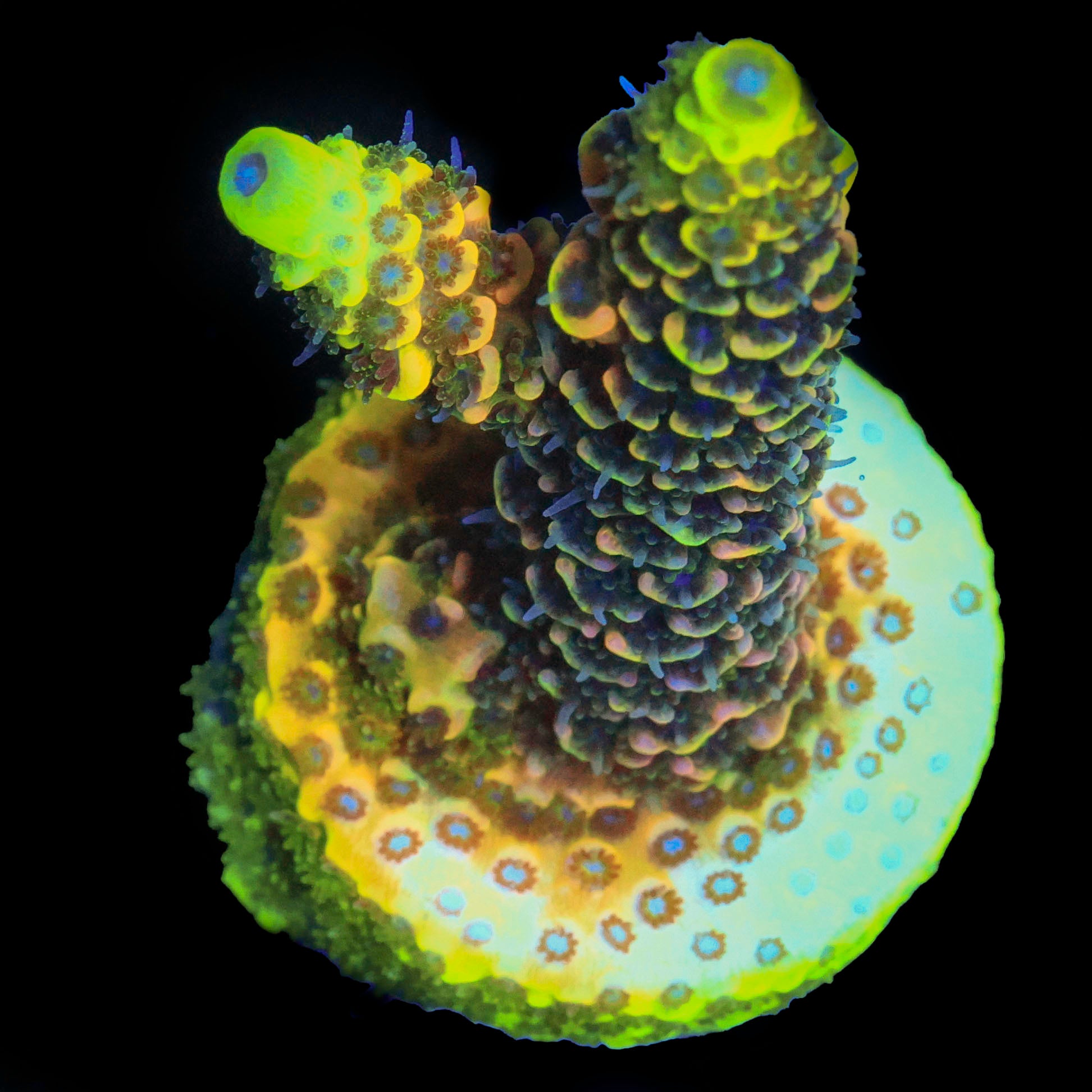 BKCHEM Fruitloop