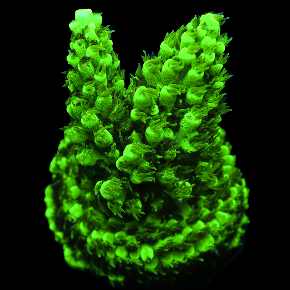 GA Grafted Zeus