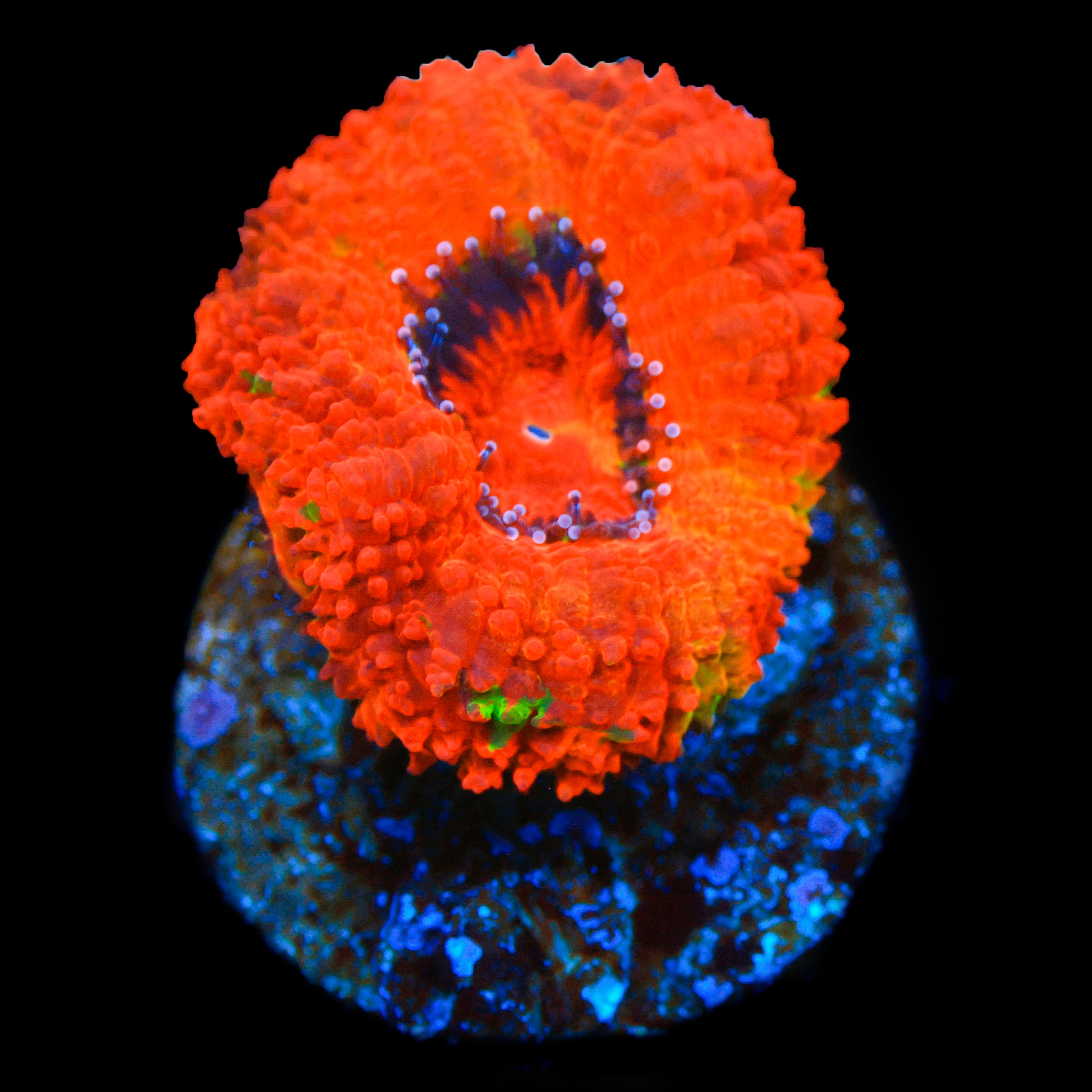 BSA Jaw Breaker Acan
