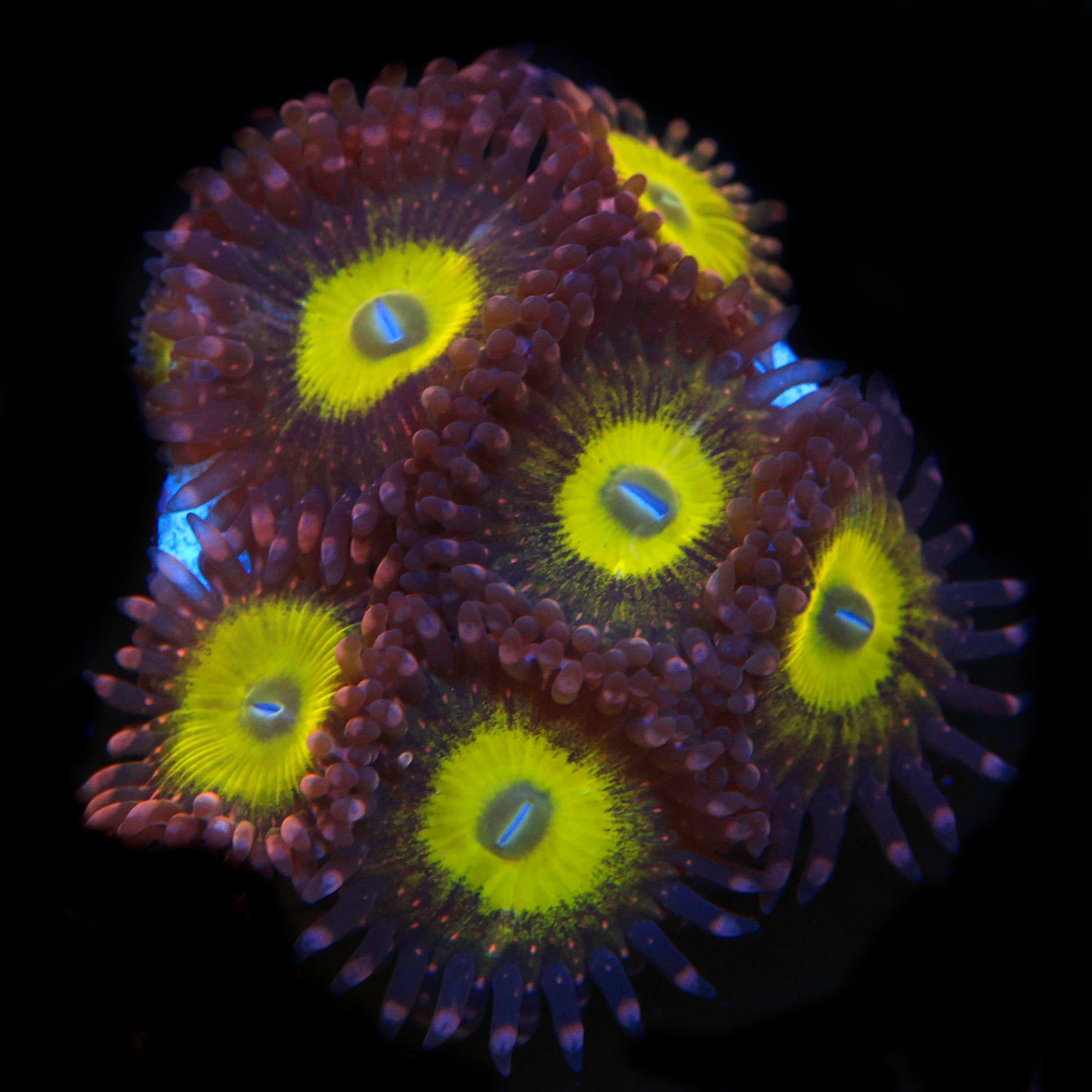 Pink Hippo Zoanthid