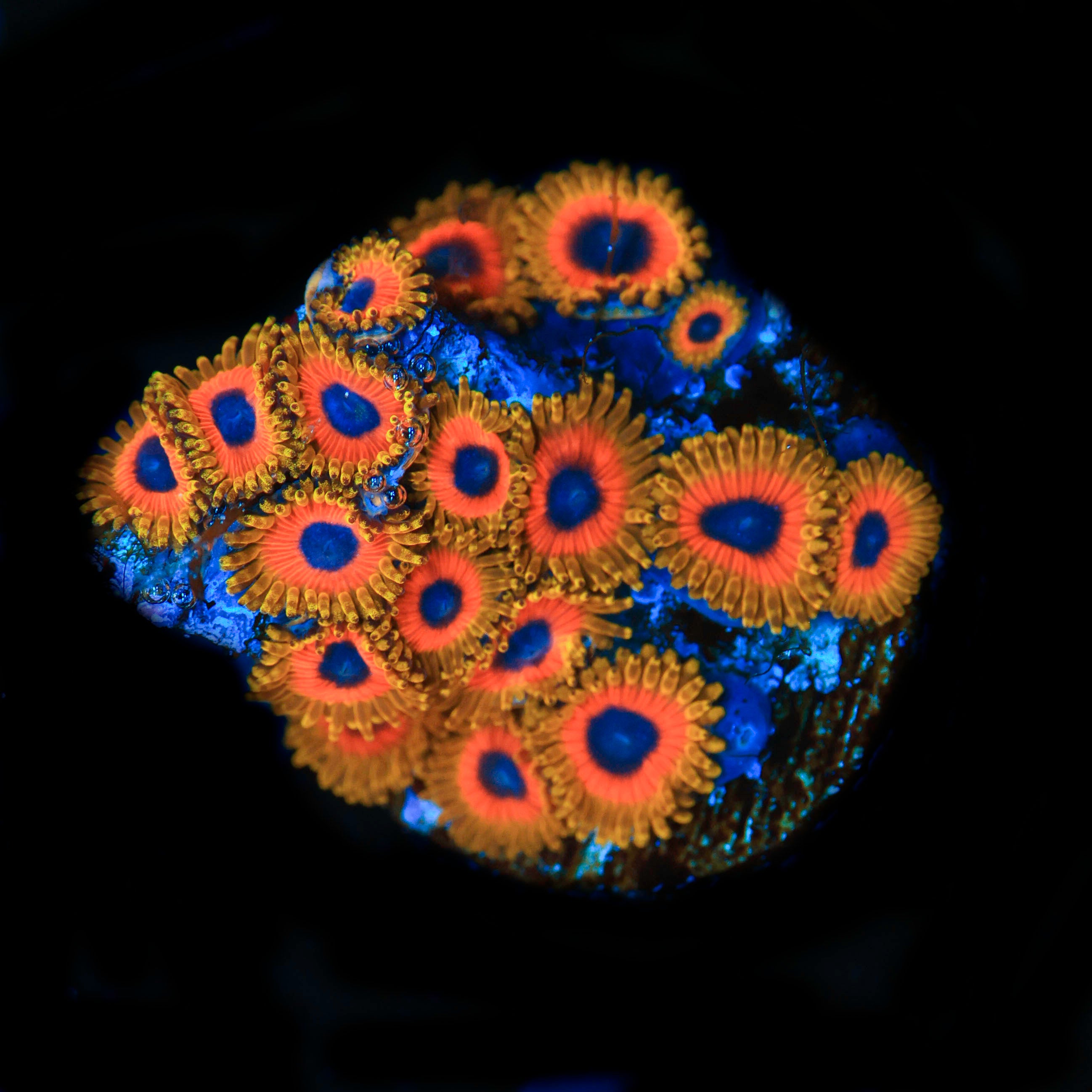 Great Owl Zoanthid (Very Chunky Frag)