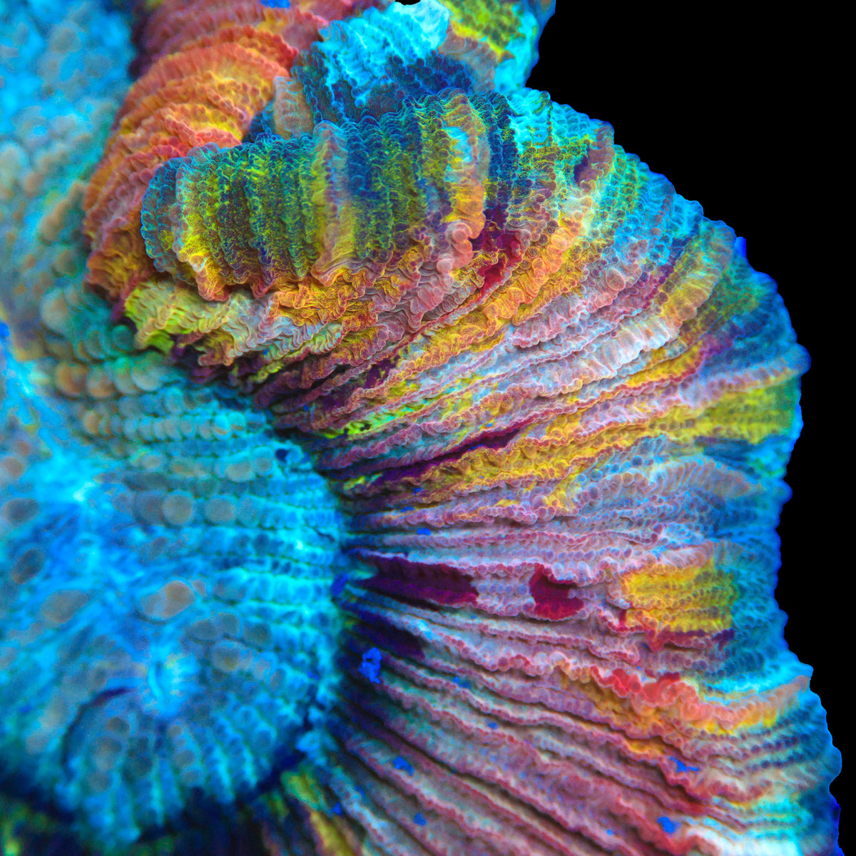 Rainbow Trachy