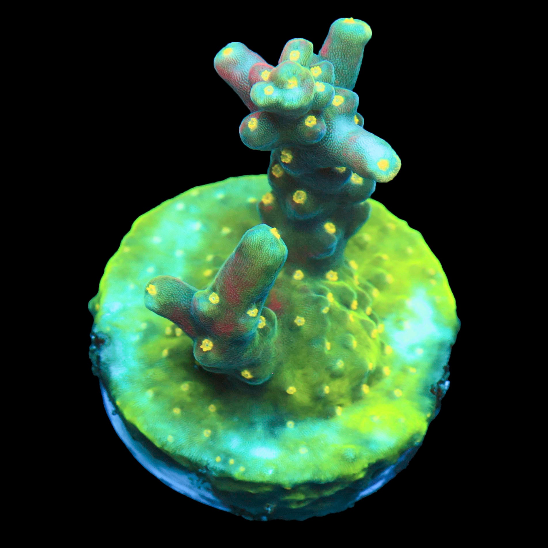 Jared’s Bubbleyum