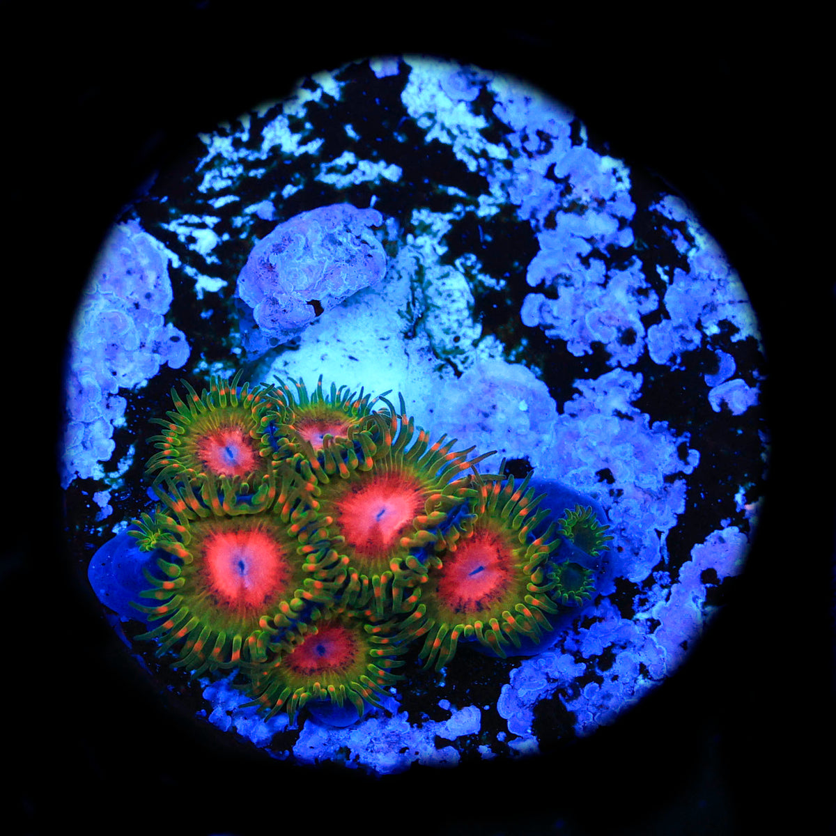 Awesome Blossom Zoanthids