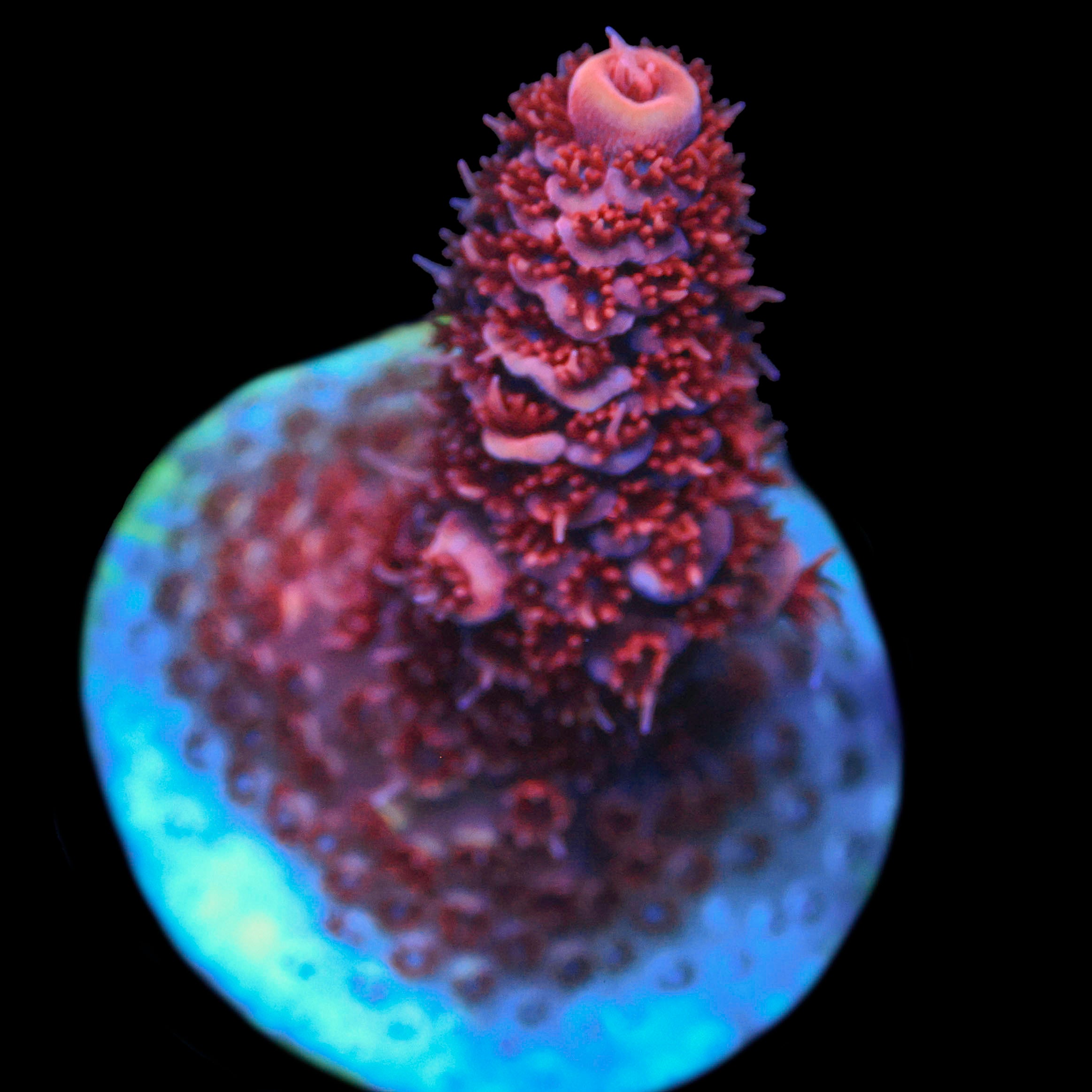 TGC Red Wing Millepora