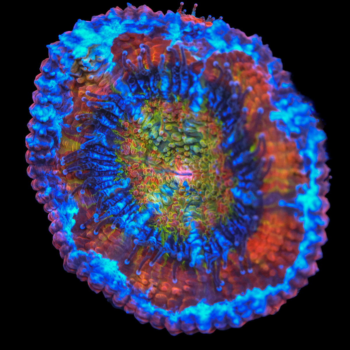 TRC Rainbow Insanity Acan (New Release)