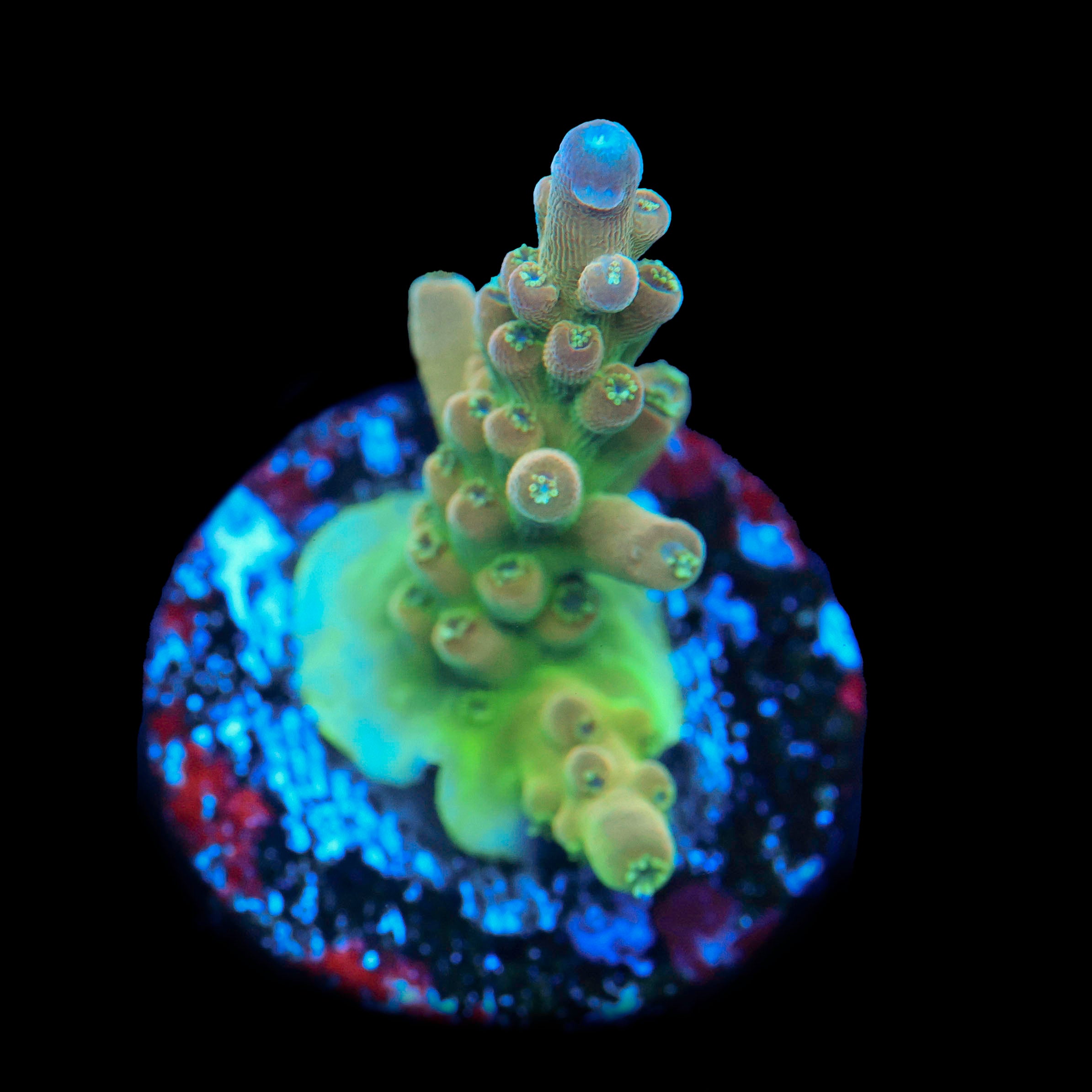TGC Innercore