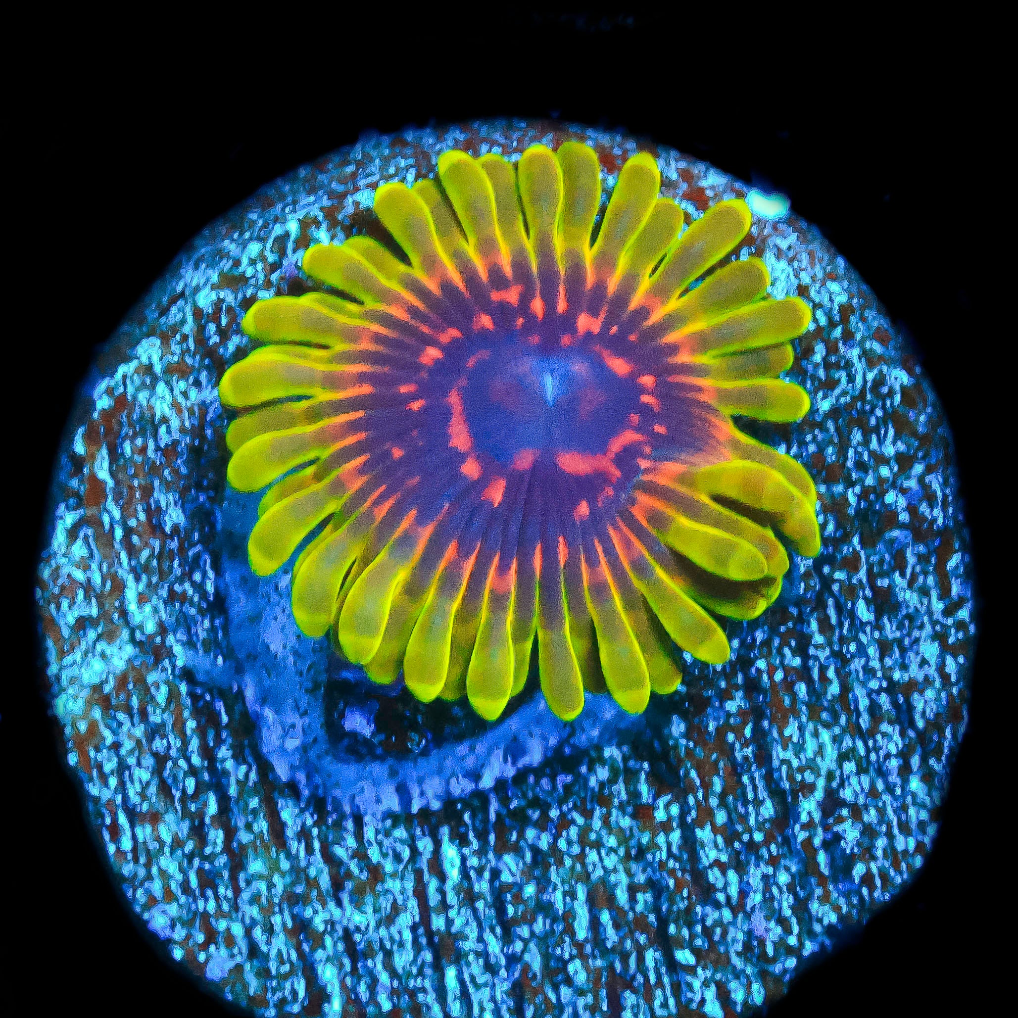 TRC Predator Zoa