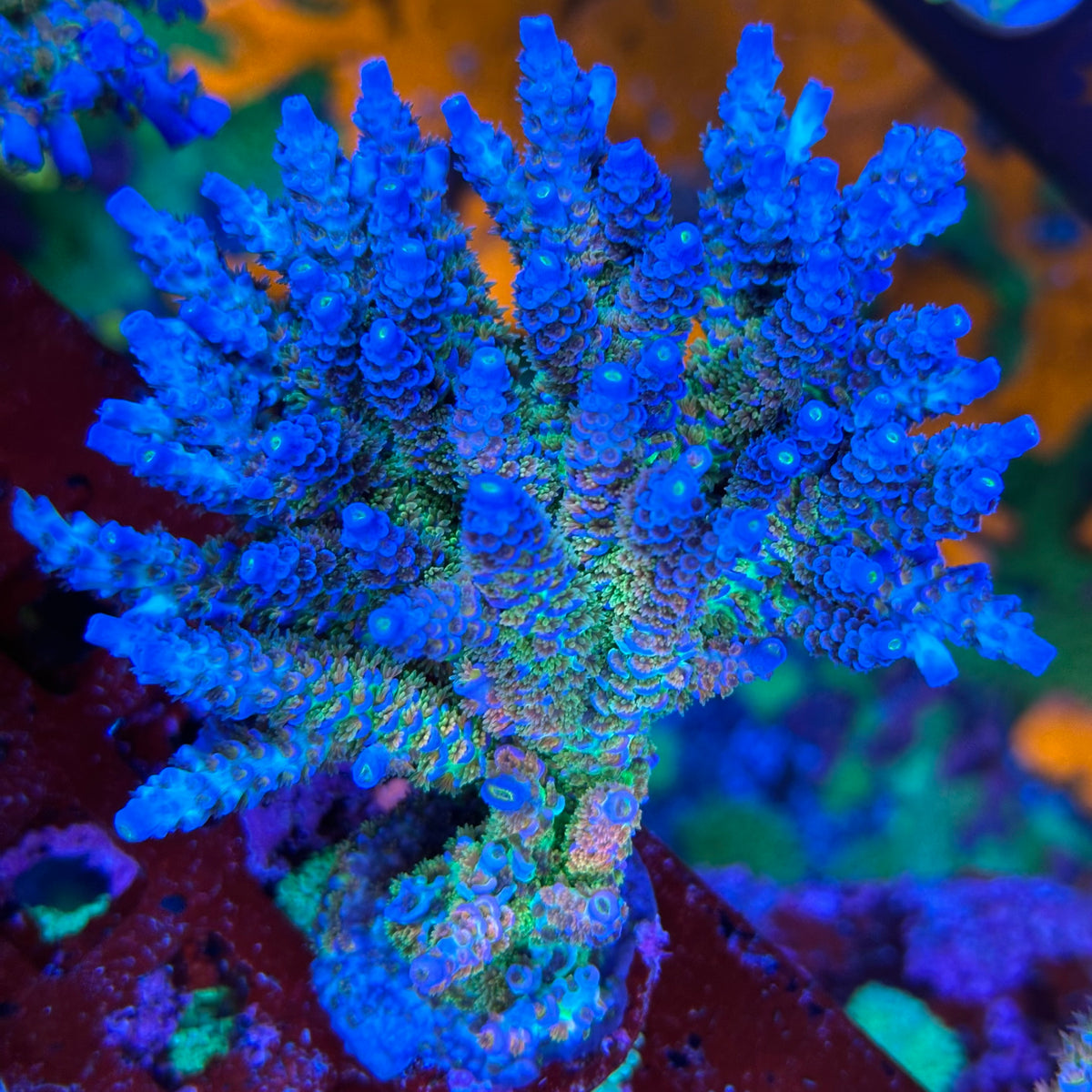 TSA Rainbow Fusion Thirstysreef tsa-rainbow-fusion-thirstysreef