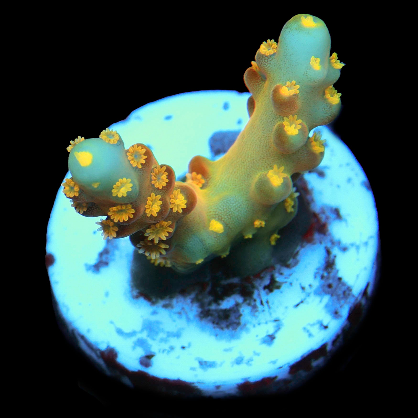 CCH Icarus