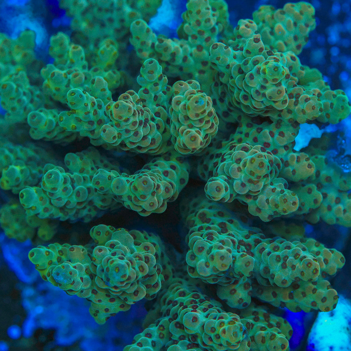Apple Berry Acro