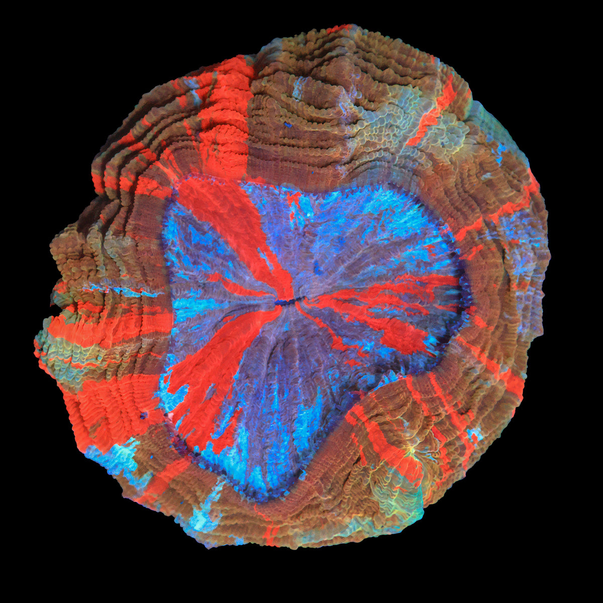 Rainbow Acanthophyllia