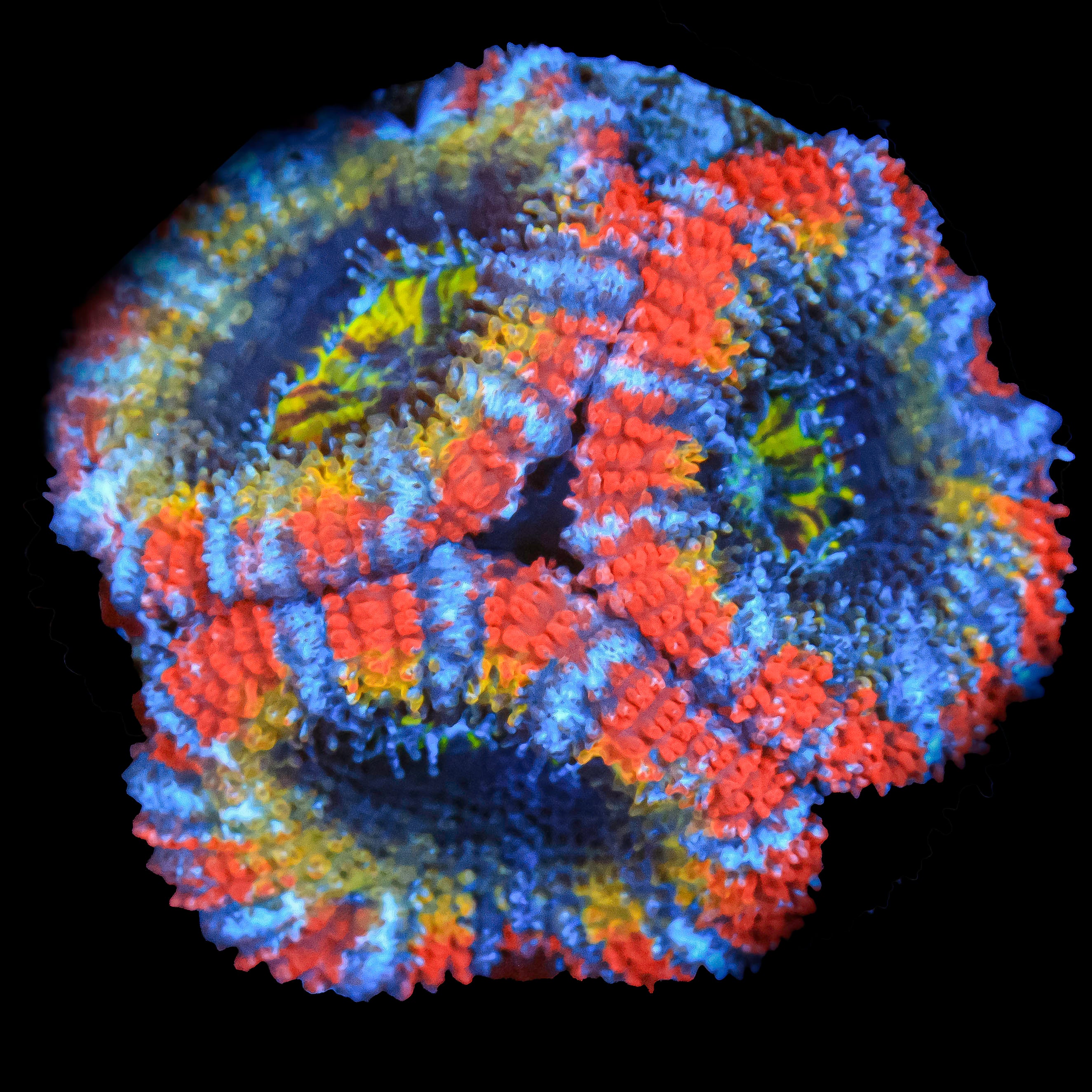 TC'S Pacific Rim Acan