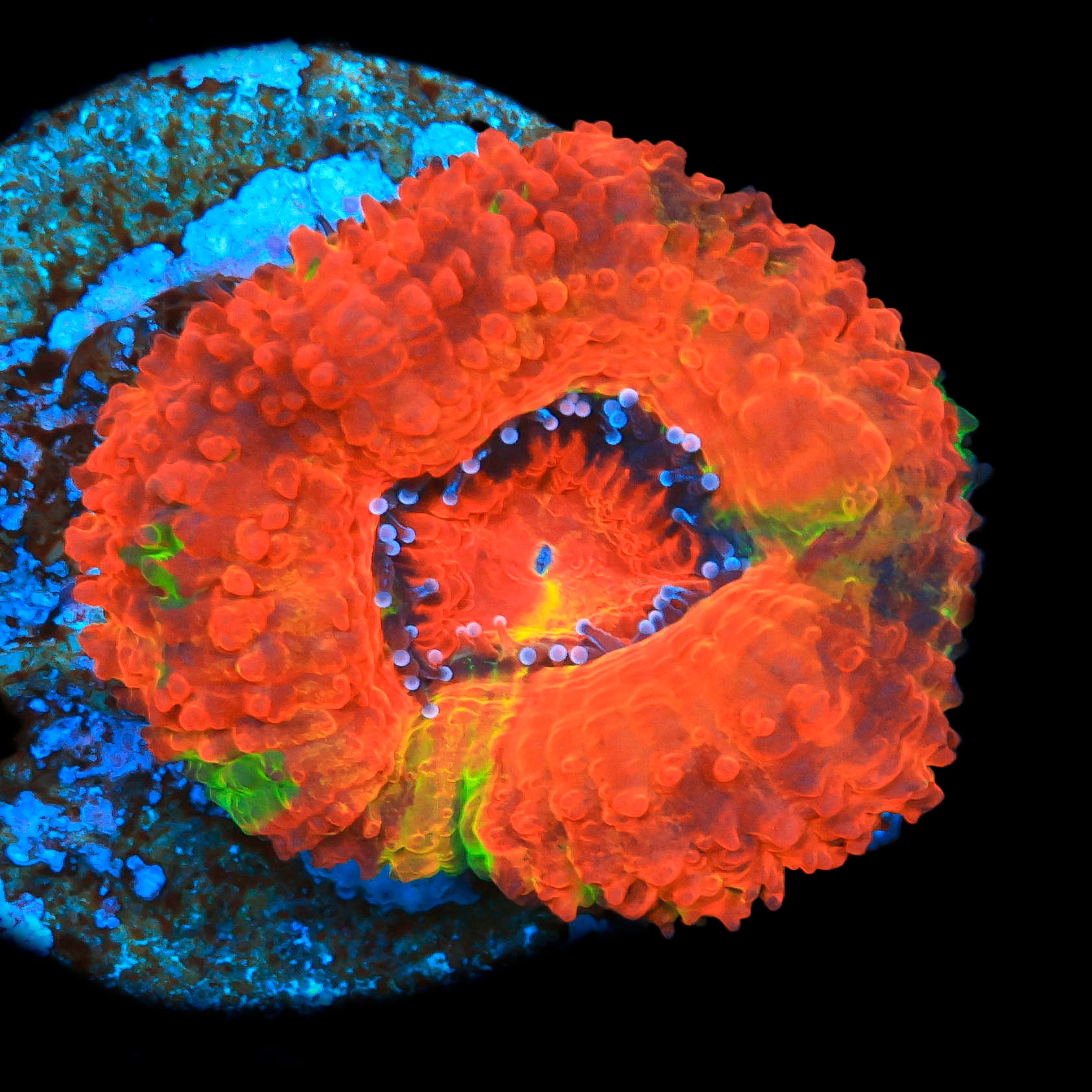 TRC Jaw Breaker Acan