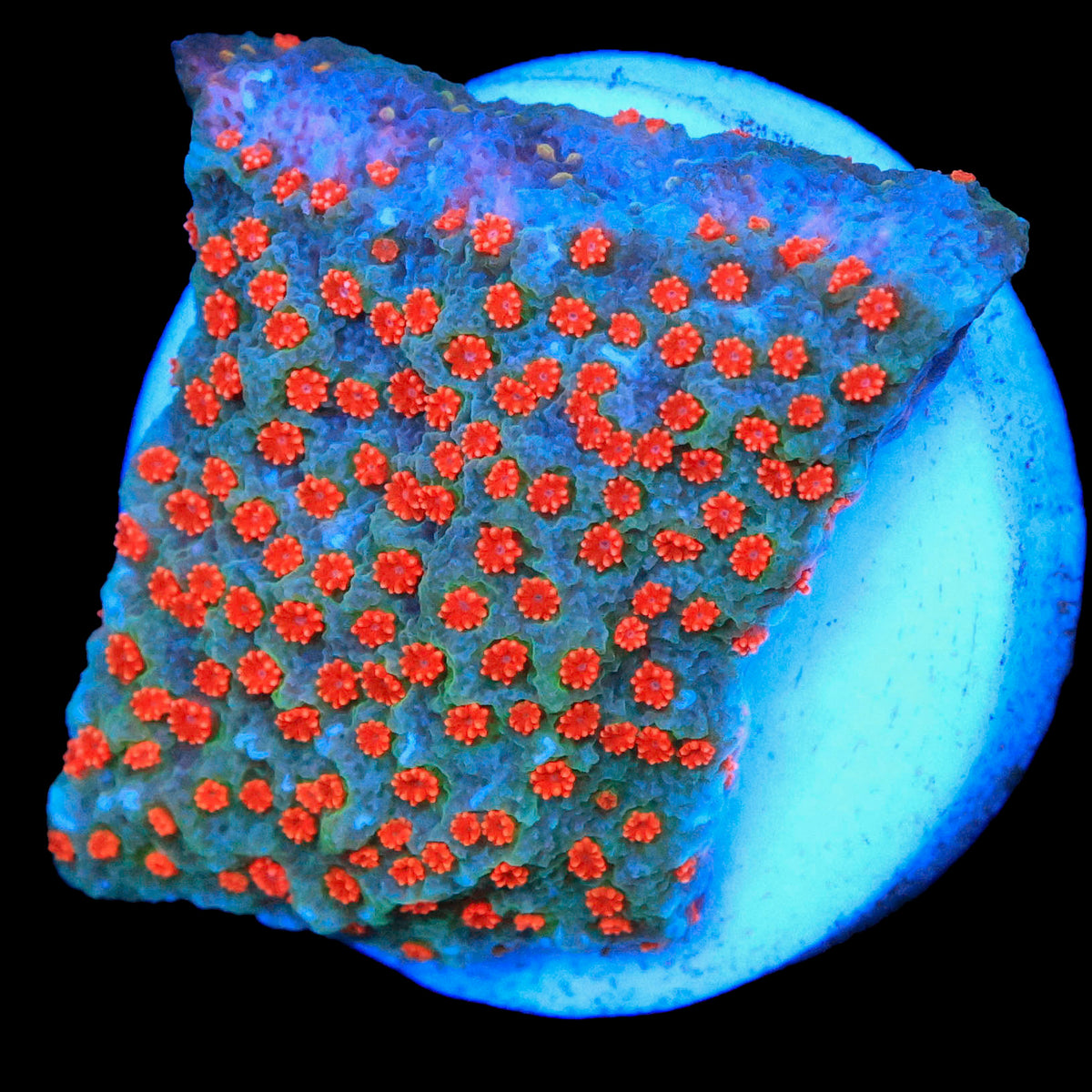 Seasons Greeting Montipora